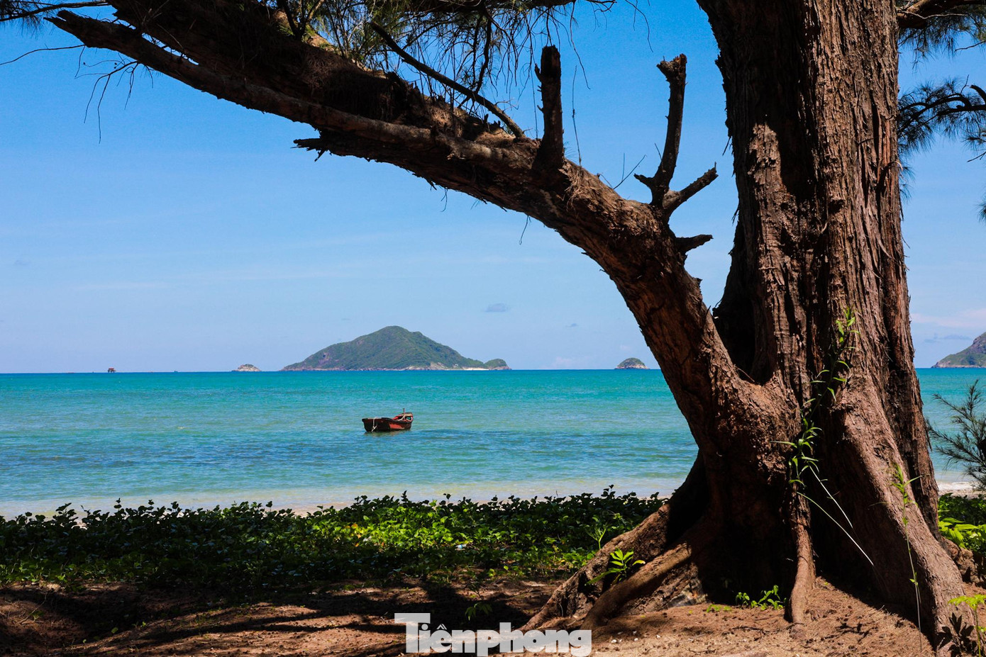 Từ tháng 5 đến tháng 9 hằng năm, rùa từ mọi nơi về Côn Đảo đẻ trứng. Từ tháng 5 đến tháng 9 hằng năm, rùa từ mọi nơi về Côn Đảo đẻ trứng.