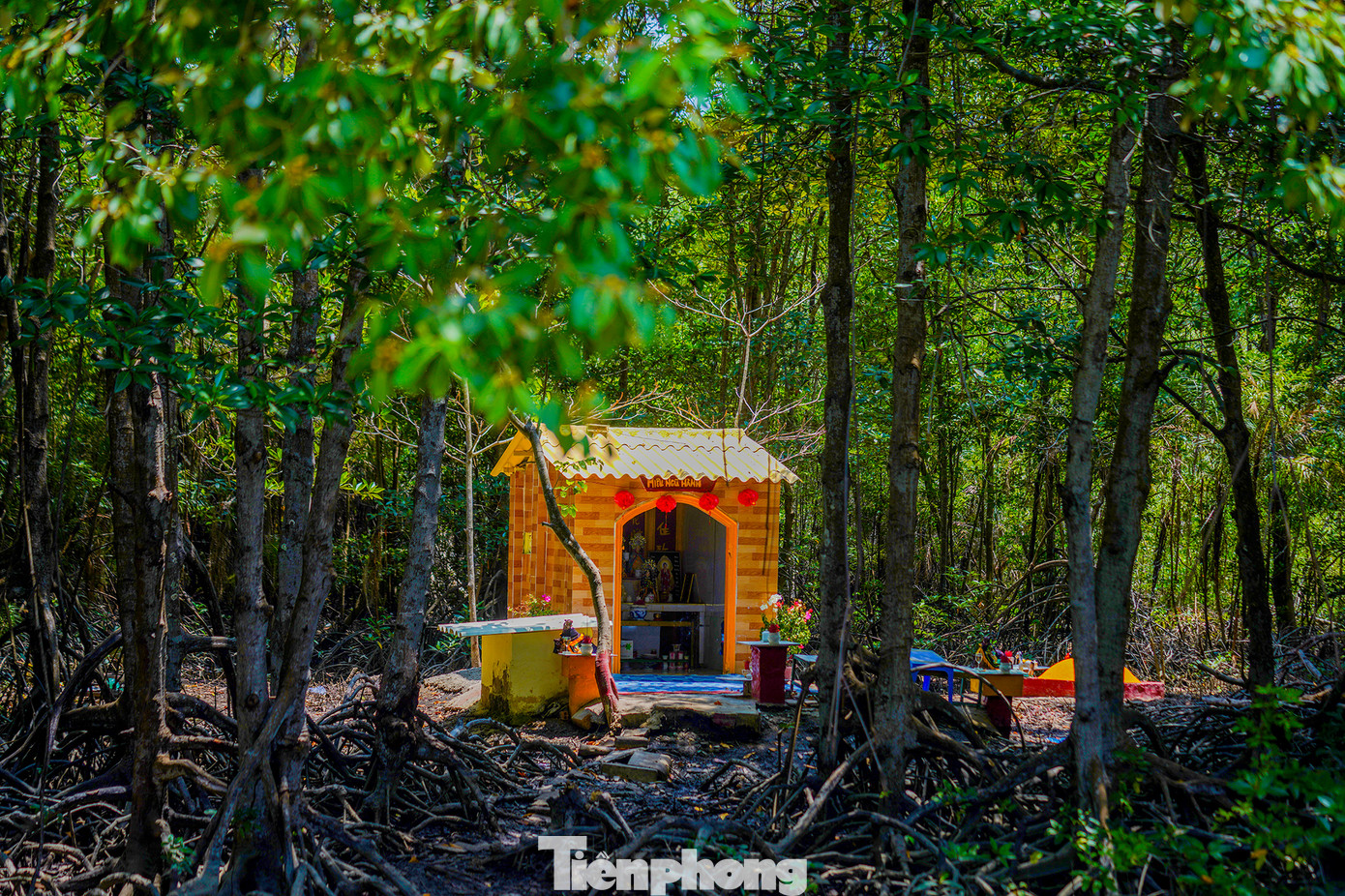 Khi di chuyển trên tuyến đường này, người điều khiển phương tiện sẽ có dịp tham quan những nét đặc trưng nhất của hệ sinh thái rừng ngập mặn. Rừng ngập mặn Cần Giờ đã được UNESCO công nhận là khu dự trữ sinh quyển của thế giới vào ngày 21/2/2000.