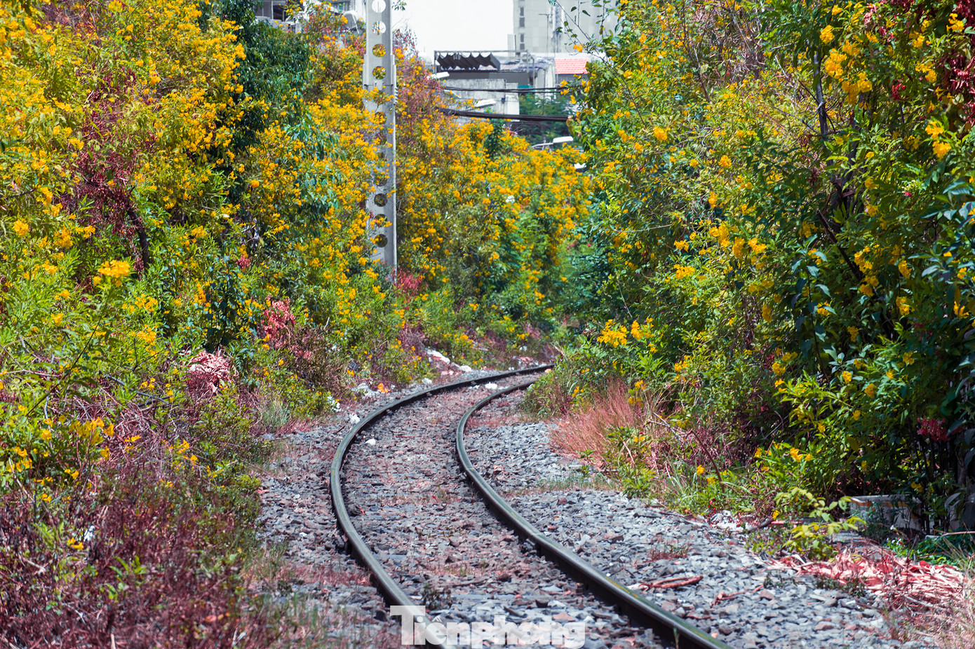 &quot;Theo kinh nghiệm dân gian cho rằng cây còn có khả năng chữa bệnh, trị sốt, nọc độc, vết cắn bò cạp… Với kiểu hoa huỳnh liên hình chuông, sắc hoa vàng sáng rực rỡ. Cây là tâm điểm thu hút ánh nhìn của nhiều người xung quanh mỗi khi cây ra hoa. Không biết vô tình hay hữu ý nhưng nhà tôi ở đây đó giờ không thấy mấy con như rắn, rết, bò cạp...có lẽ do có sự hiện diện của cây huỳnh liên&quot;, ông Lê Văn Phát, nhà cạnh đường ray chia sẻ.