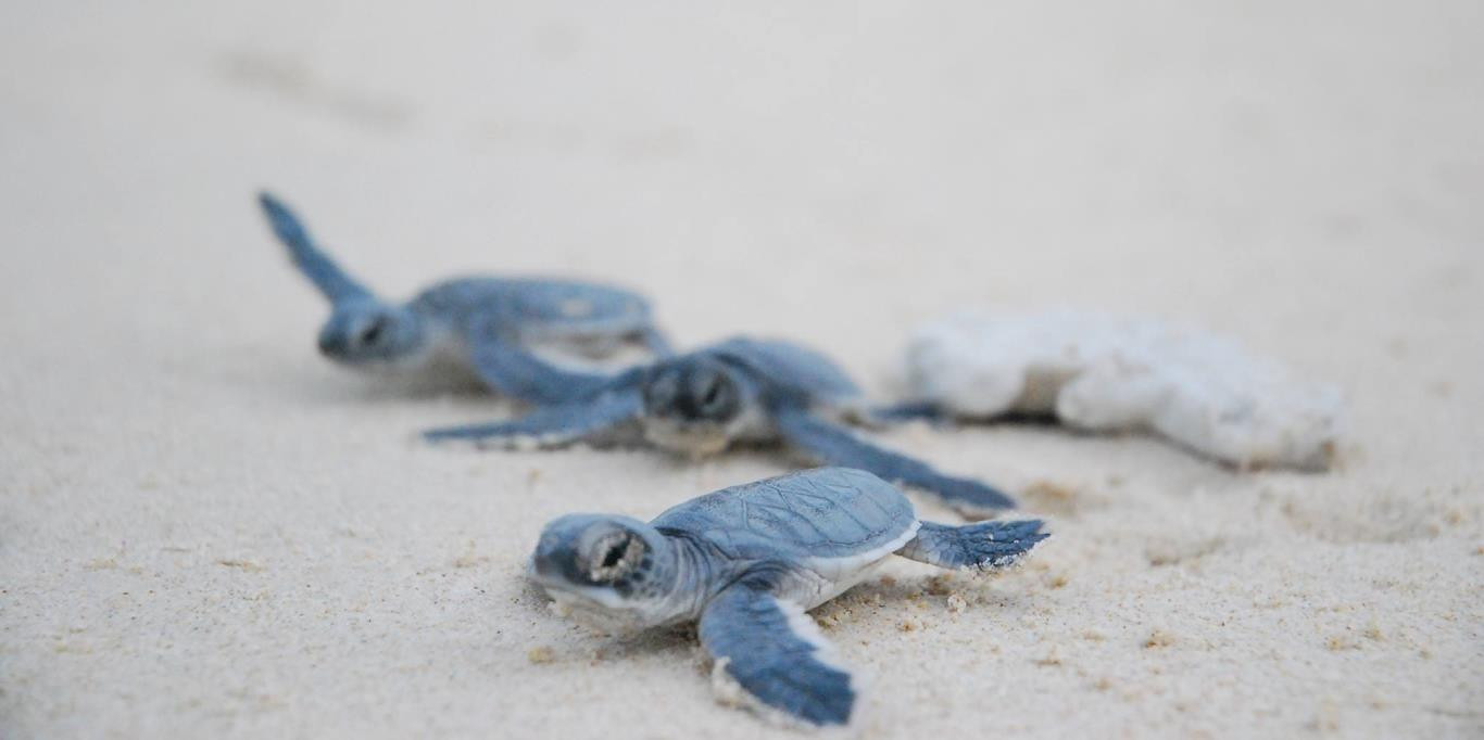 Trong khi du khách tham quan hồ ấp trứng, có thể sẽ thấy rùa con được ấp từ thời gian trước nở. Du khách cũng sẽ được nhìn thấy từng con rùa đang cố chui ra khỏi vỏ trứng và chen nhau leo lên miệng tổ ấp để bò về phía biển.