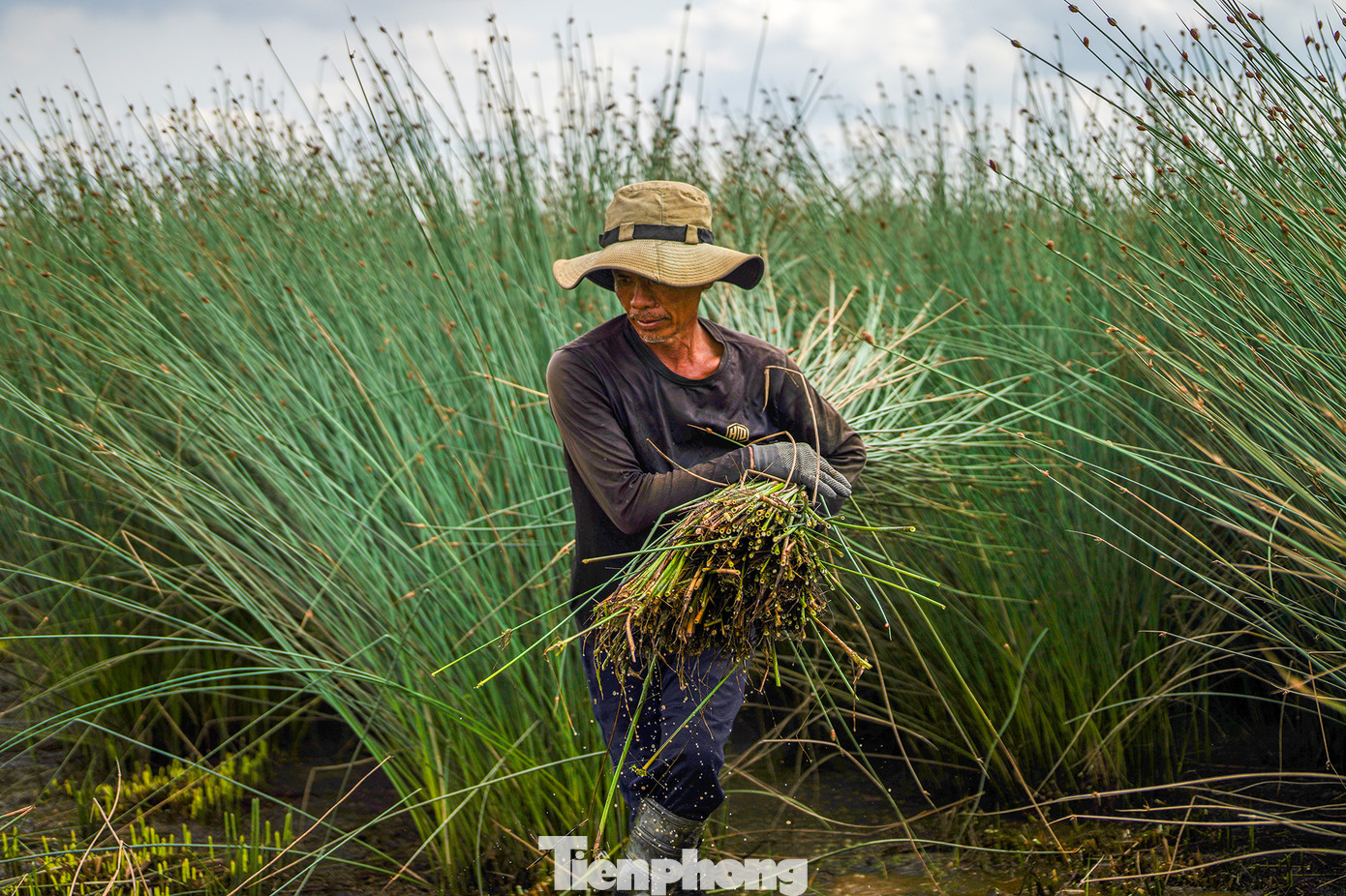 Bàng là loại cây dễ trồng, không cần chăm sóc nhiều, chỉ cần nhổ cỏ, bón phân, giữ nước cánh đồng ở chân bàng ổn định. Sau 5 tháng trồng, người dân bắt đầu thu hoạch. Sau đó, nông dân thường giữ lại gốc bàng và tiếp tục chăm sóc khoảng 3 tháng thì có thể tiếp tục bán cho thương lái.