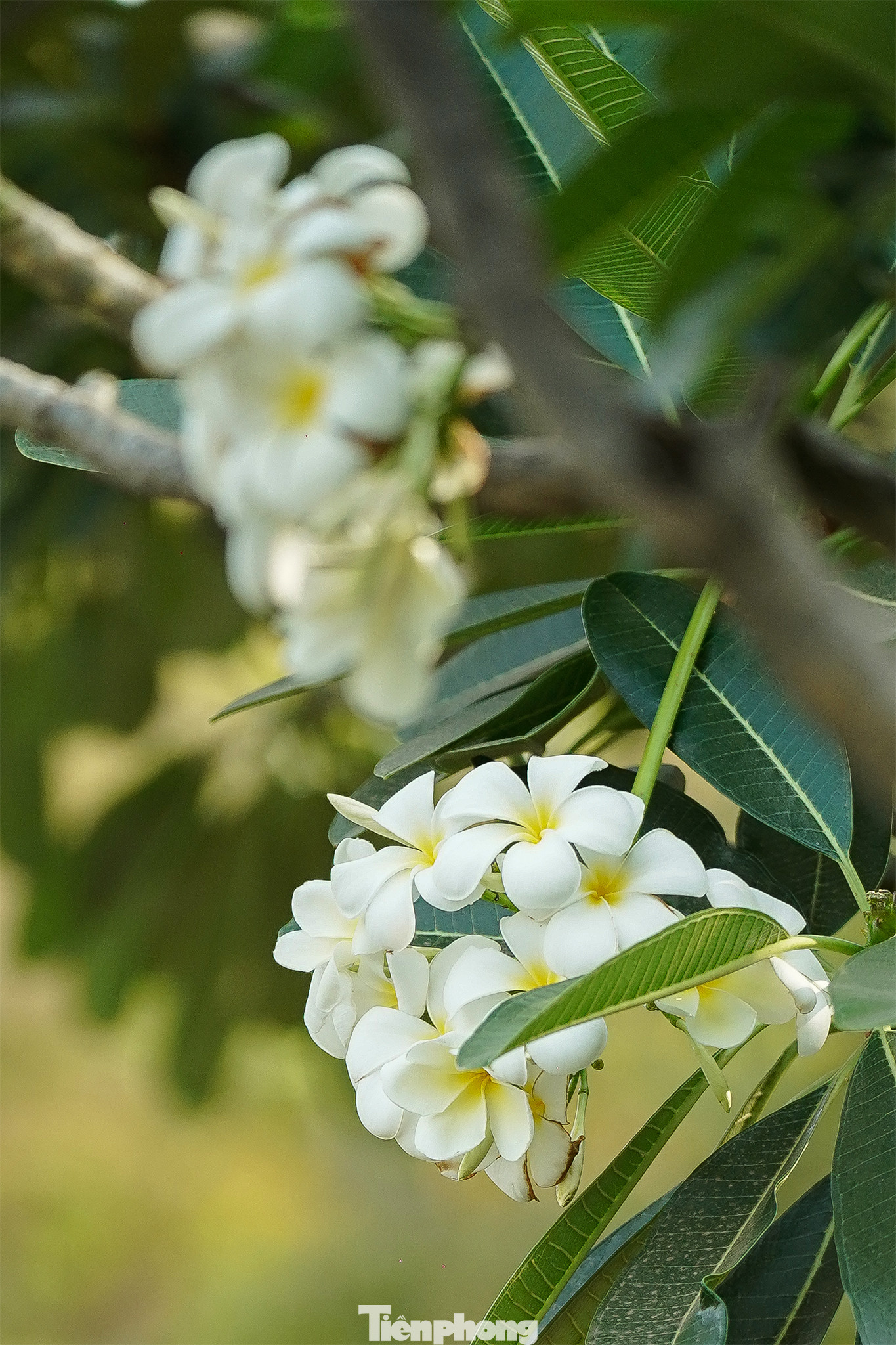 Giữa những cây bàng vuông, muồng hoàng yến, osaka... hàng hoa sứ rực lên sắc trắng, bật ra khỏi khối sắc màu tổng thể của hàng cây dọc hai bên bờ kênh.