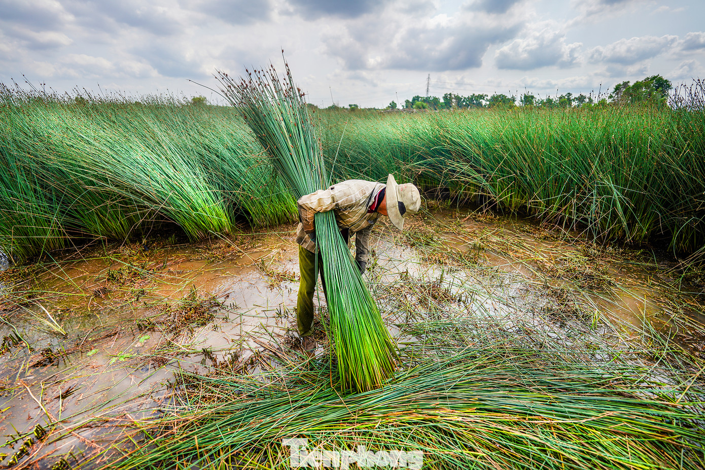 Thông thường, cỏ bàng có chiều cao từ 1,3m đến 1,8 m và được chia thành 2 loại với giá mua hiện nay dao động từ 15 đến 20 ngàn đồng/1 bó tùy loại, mỗi bó có đường kính khoảng 20 cm.