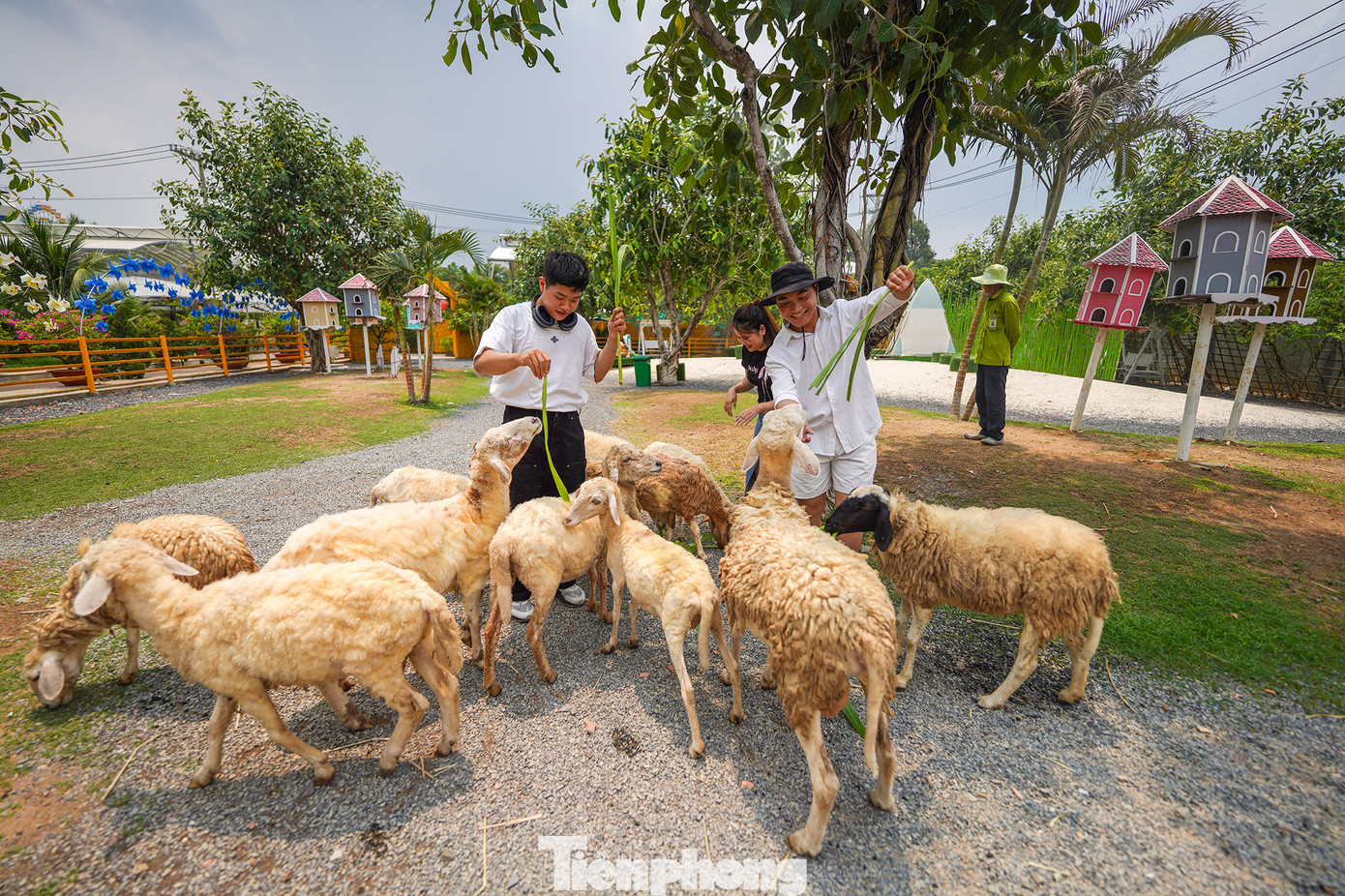 Kế bên vườn hoa Tuyết Sơn Phi Hồng là trang trại cừu. Trong trang trại có hơn 50 chú cừu khá thân thiện, nhất là khi du khách tham quan mang theo thức ăn.