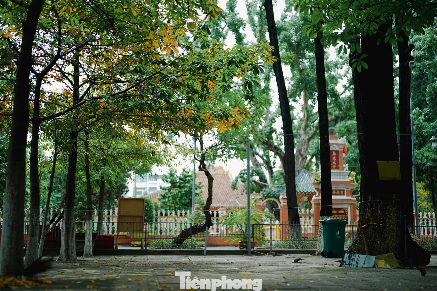 Chùa Giác Lâm mùa cây thay lá với gam màu lãng mạn.