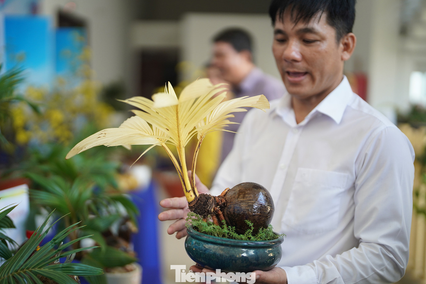 Riêng sản phẩm này, anh Tùng không bán, chỉ trưng bày vì đây là cây dừa đột biến, không dễ để có được cành lá màu vàng như thế.