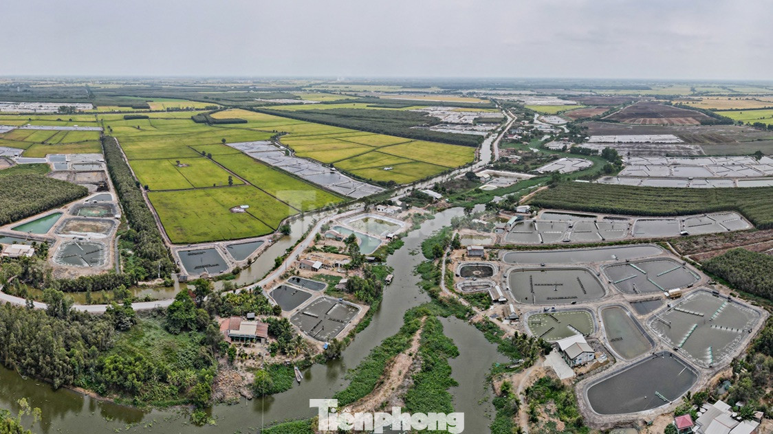 Long An đã ban hành 5 văn bản chỉ đạo các sở, ngành và địa phương tăng cường công tác quản lý nhưng diện tích ao tôm trên đất lúa vẫn liên tục tăng. Long An đã ban hành 5 văn bản chỉ đạo các sở, ngành và địa phương tăng cường công tác quản lý nhưng diện tích ao tôm trên đất lúa vẫn liên tục tăng.