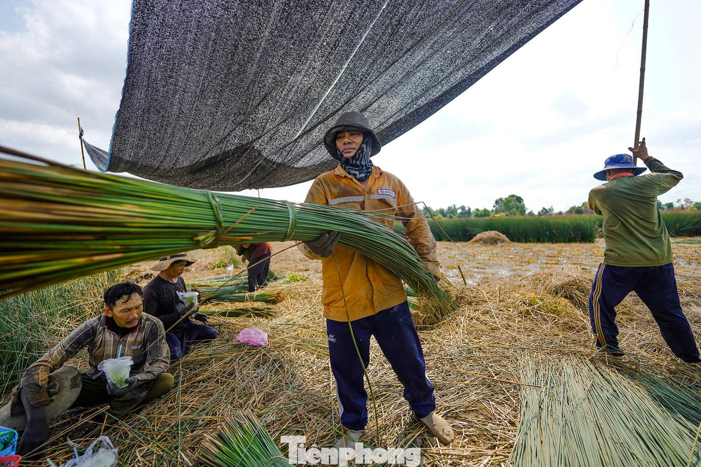 Những năm gần đây, người dân trồng cỏ bàng phấn khởi bởi giá thương lái thu mua tương đối cao. Mỗi năm, người dân thu lãi hàng trăm triệu đồng.
