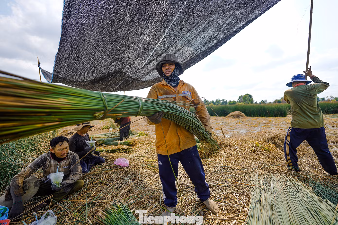 Những năm gần đây, người dân trồng cỏ bàng phấn khởi bởi giá thương lái thu mua tương đối cao. Mỗi năm, người dân thu lãi hàng trăm triệu đồng.