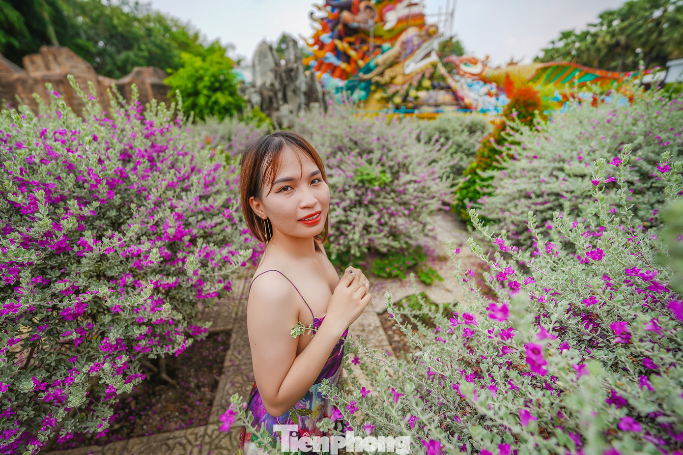 Hai du khách nữ đang tạo dáng cùng những khóm hoa đang bung cánh khoe sắc. Đại diện KDL Suối Tiên cho biết, hoa nở liên tục vào mùa thu và mùa xuân, mỗi đợt cách nhau khoảng 3 tháng. Tuy nhiên, mỗi đợt hoa nở chỉ kéo dài từ 10 - 12 ngày.