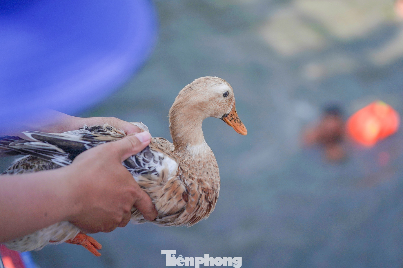 Hơn 100 con vịt được thả xuống rạch. Dưới rạch là hàng trăm thanh niên bơi bắt. Trên bờ, hàng ngàn người hò hét, cổ vũ.