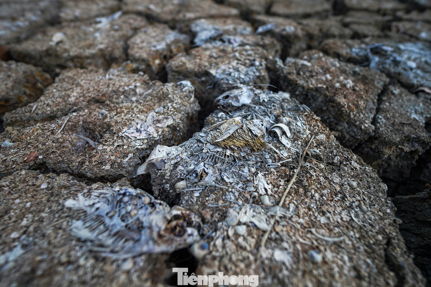 Hạn mặn đang hoành hành người dân tại huyện Cần Giuộc vô cùng khốc liệt. UBND tỉnh Long An công bố tình huống thiên tai xâm nhập mặn trên địa bàn thuộc rủi ro thiên tai cấp độ 4. Hạn mặn đang hoành hành người dân tại huyện Cần Giuộc vô cùng khốc liệt. UBND tỉnh Long An công bố tình huống thiên tai xâm nhập mặn trên địa bàn thuộc rủi ro thiên tai cấp độ 4.