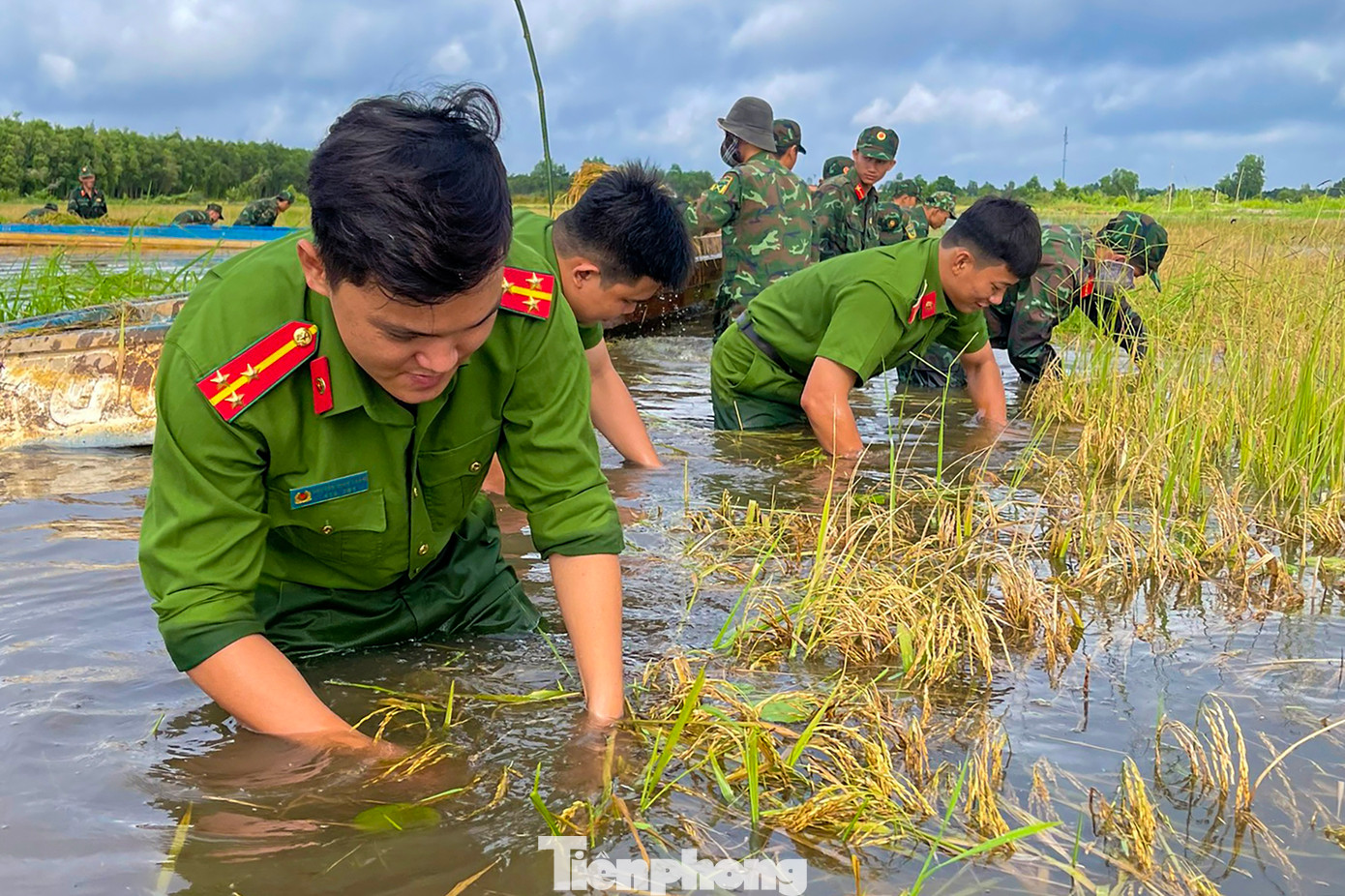 Công an huyện Thạnh Hoá cùng lực lượng địa phương trầm mình trong nước lũ giữa trưa nắng giúp dân cứu lúa. Ảnh: Biện Cường