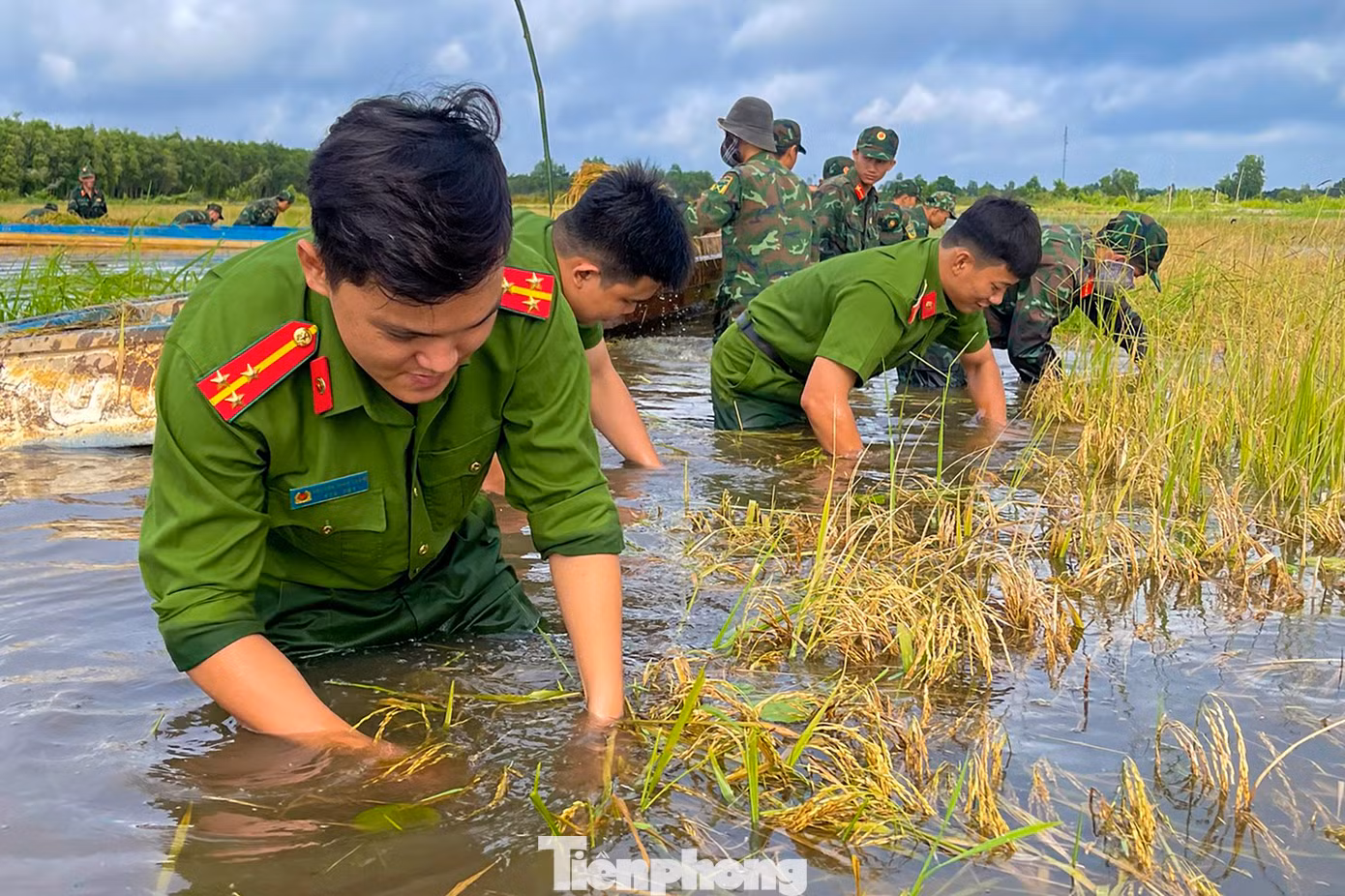 Công an huyện Thạnh Hoá cùng lực lượng địa phương trầm mình trong nước lũ giữa trưa nắng giúp dân cứu lúa. Ảnh: Biện Cường