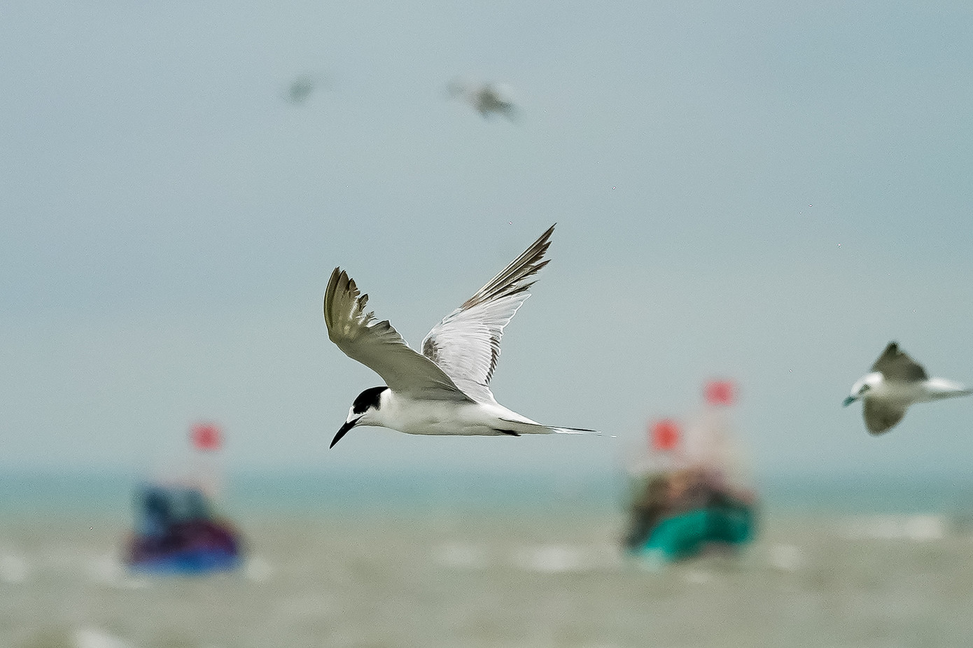 Theo một số ngư dân, nhạn biển là loài săn mồi với kỹ năng điêu luyện như đại bàng. Với các mẻ lưới ngư dân thu về, loài nhạn biển này thường tranh thủ lao từ trên không xuống mặt nước cướp những chú cá trích, cá cơm... nổi lên mặt nước hoặc nhảy ra khỏi lưới. Những màn chao liệng bắt cá vây quanh đoàn ghe nghinh mang đến cho du khách một trải nghiệm khá kỳ thú bởi những hình ảnh này đa phần chỉ có thể thấy trên các chương trình truyền hình nước ngoài. Theo một số ngư dân, nhạn biển là loài săn mồi với kỹ năng điêu luyện như đại bàng. Với các mẻ lưới ngư dân thu về, loài nhạn biển này thường tranh thủ lao từ trên không xuống mặt nước cướp những chú cá trích, cá cơm... nổi lên mặt nước hoặc nhảy ra khỏi lưới. Những màn chao liệng bắt cá vây quanh đoàn ghe nghinh mang đến cho du khách một trải nghiệm khá kỳ thú bởi những hình ảnh này đa phần chỉ có thể thấy trên các chương trình truyền hình nước ngoài.