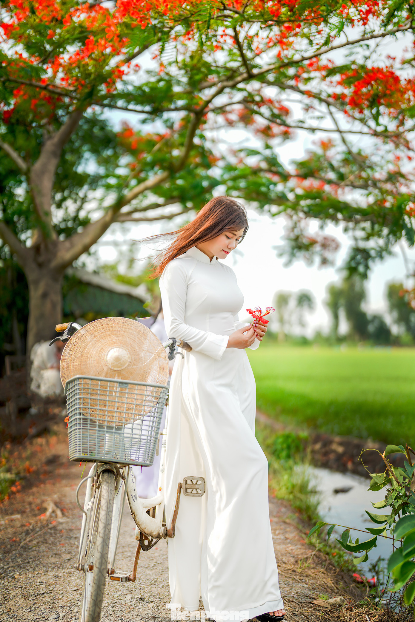 Trên các nền tảng như Facebook, Instagram hay TikTok, từ khóa “cây phượng Quận 12” đang xuất hiện ngày càng nhiều. Hàng trăm bức ảnh, video được chia sẻ với lượng tương tác “khủng”, biến địa điểm này thành một “hotspot” mùa hè tại TPHCM.