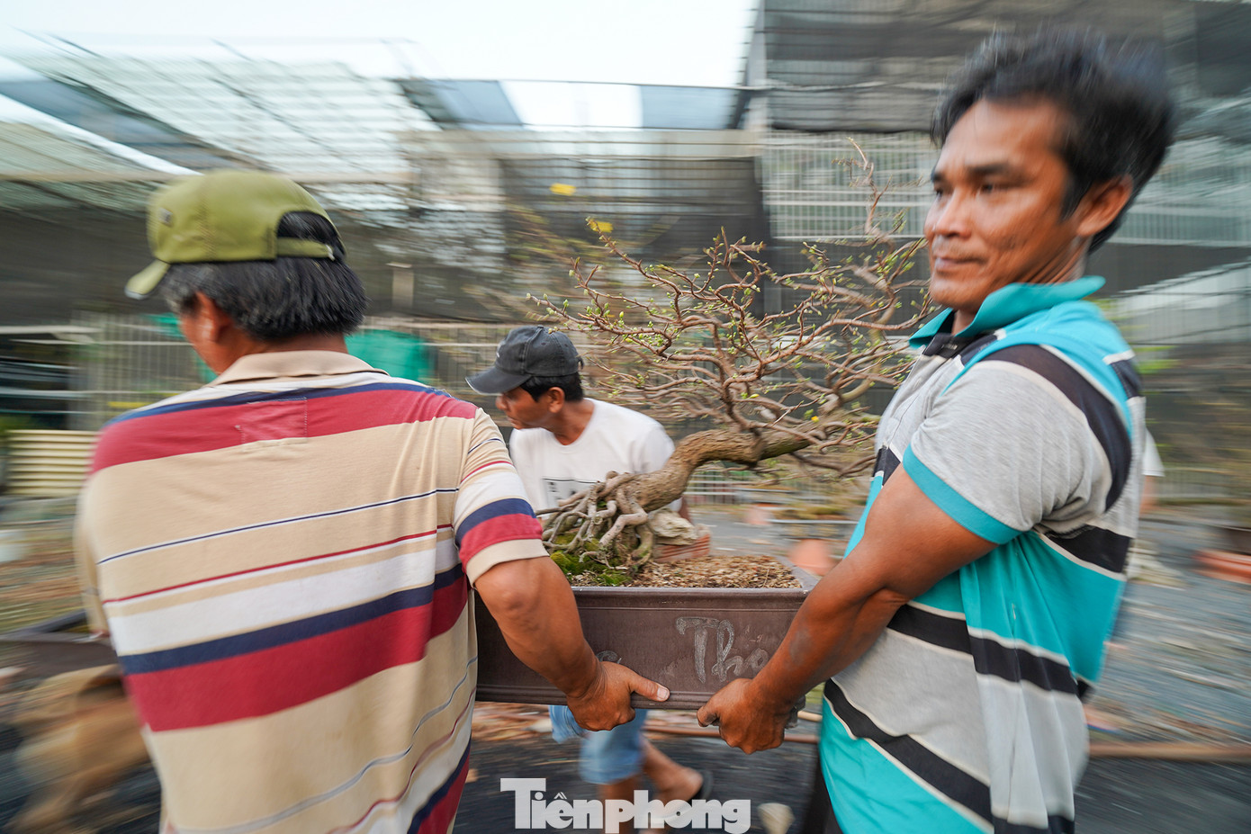 Những ngày này, các nhân công làm việc tại vườn mai tất bật với việc di chuyển mai ra các ngã đường để chào bán Những ngày này, các nhân công làm việc tại vườn mai tất bật với việc di chuyển mai ra các ngã đường để chào bán