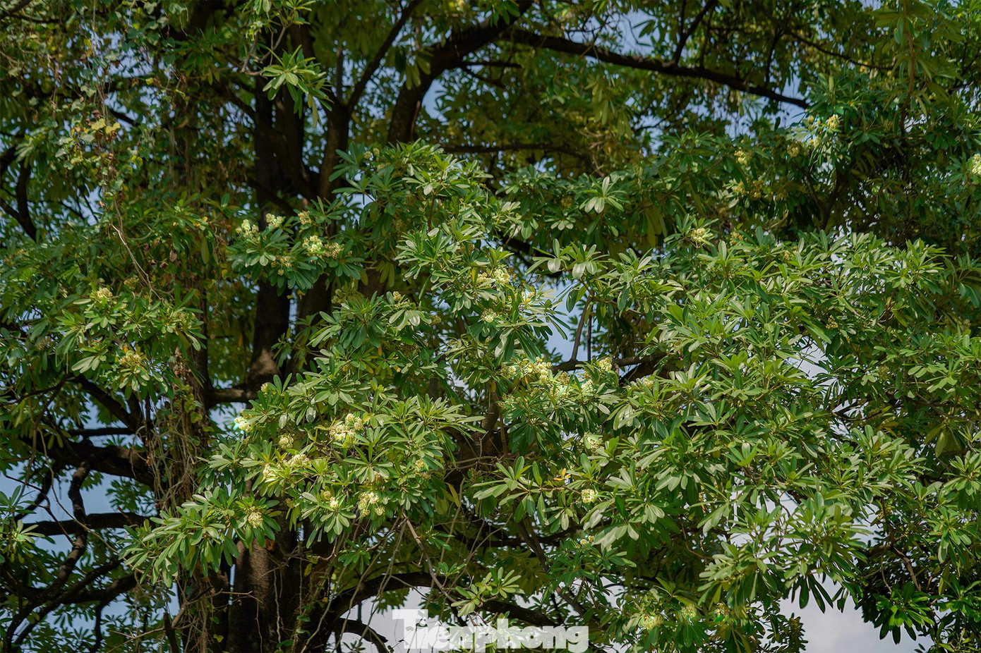 GS.TSKH Trần Đình Long, chủ tịch Hội Giống cây trồng Việt Nam từng cho rằng hoa sữa không có lỗi. Lỗi là do người làm quy hoạch nên mới xuất hiện tình trạng hương hoa sữa đậm đặc ảnh hưởng đến người dân xung quanh. GS Long cho rằng hoa sữa là loại cây đô thị, dễ trồng và có vẻ đẹp riêng. Tuy nhiên loài hoa này chỉ đẹp và phát huy được thế mạnh khi được trồng đúng cách.