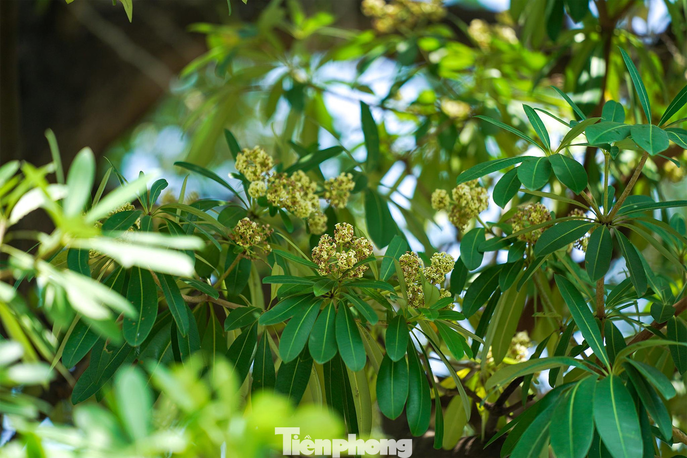 Ở Sài Gòn, hoa sữa lâu tàn. Mùi hương nồng nàn đến cuối tháng 10 và sang cả tháng 11.