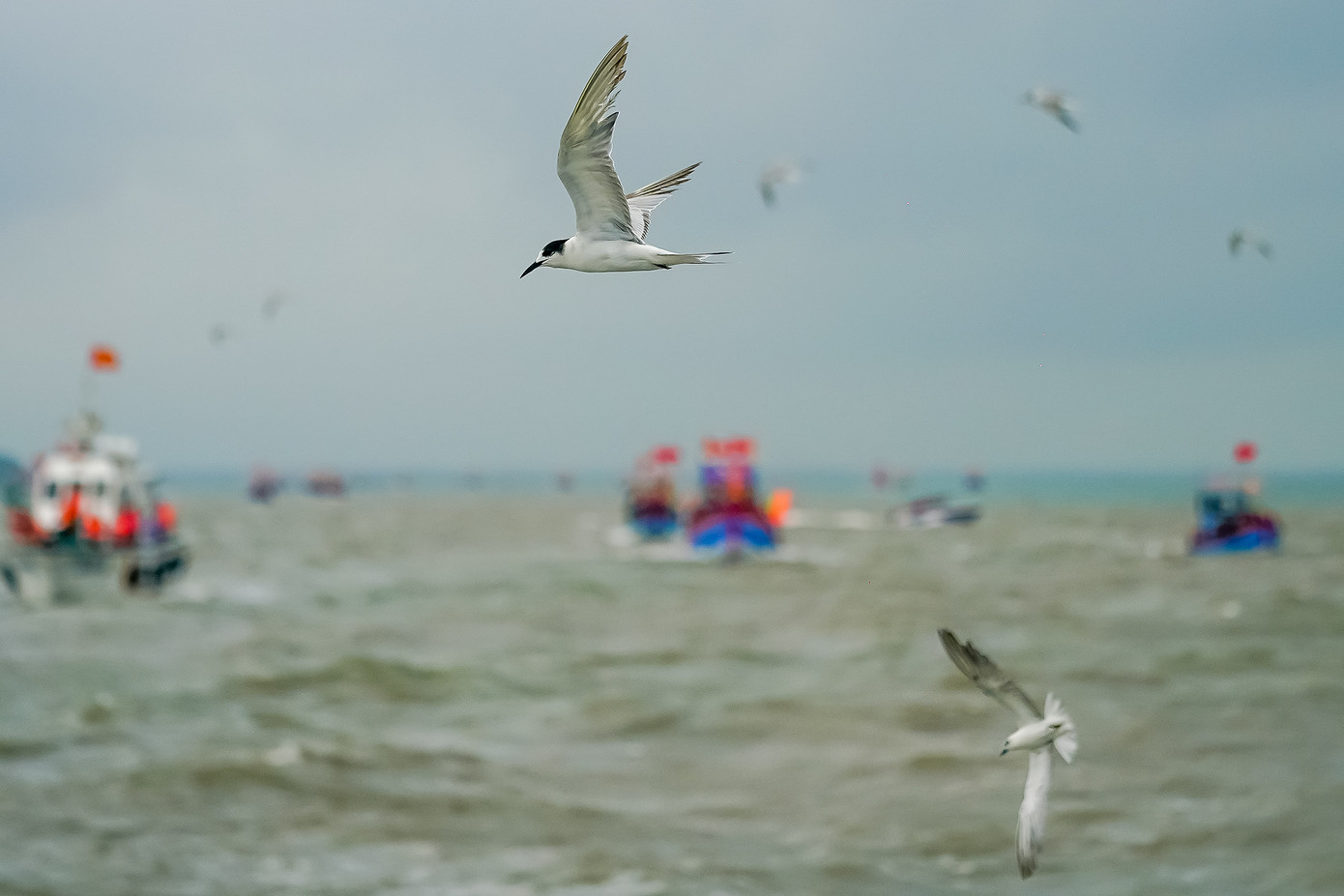 Theo một số ngư dân, nhạn biển là loài săn mồi với kỹ năng điêu luyện như đại bàng. Với các mẻ lưới ngư dân thu về, loài nhạn biển này thường tranh thủ lao từ trên không xuống mặt nước cướp những chú cá trích, cá cơm... nổi lên mặt nước hoặc nhảy ra khỏi lưới. Những màn chao liệng bắt cá vây quanh đoàn ghe nghinh mang đến cho du khách một trải nghiệm khá kỳ thú bởi những hình ảnh này đa phần chỉ có thể thấy trên các chương trình truyền hình nước ngoài. Theo một số ngư dân, nhạn biển là loài săn mồi với kỹ năng điêu luyện như đại bàng. Với các mẻ lưới ngư dân thu về, loài nhạn biển này thường tranh thủ lao từ trên không xuống mặt nước cướp những chú cá trích, cá cơm... nổi lên mặt nước hoặc nhảy ra khỏi lưới. Những màn chao liệng bắt cá vây quanh đoàn ghe nghinh mang đến cho du khách một trải nghiệm khá kỳ thú bởi những hình ảnh này đa phần chỉ có thể thấy trên các chương trình truyền hình nước ngoài.