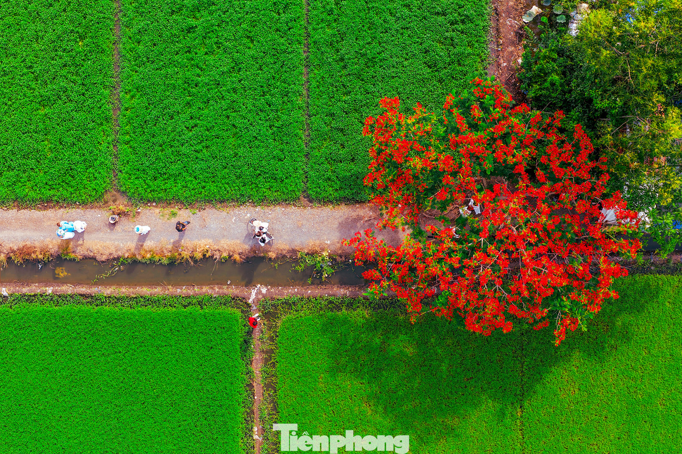 Ghi nhận thực tế, nơi đây sạch sẽ bởi người dân khuyến cáo du khách nên giữ gìn vệ sinh, không giẫm đạp lên cỏ hay hái hoa để bảo tồn cảnh quan thiên nhiên cho cộng đồng. Ảnh: Luân Thành