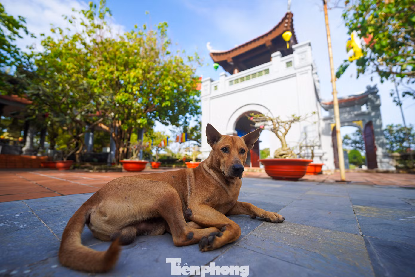 Khung cảnh bình yên ở chùa Trường Sa Lớn mỗi độ xuân về. Trong ảnh, thầy Thích Nhuận Đạt đang cùng chiến sĩ chuẩn bị đón Tết Giáp Thìn. Luôn kề cận bên thầy là chú chó Lu hiền lành, luôn đi cạnh thầy.