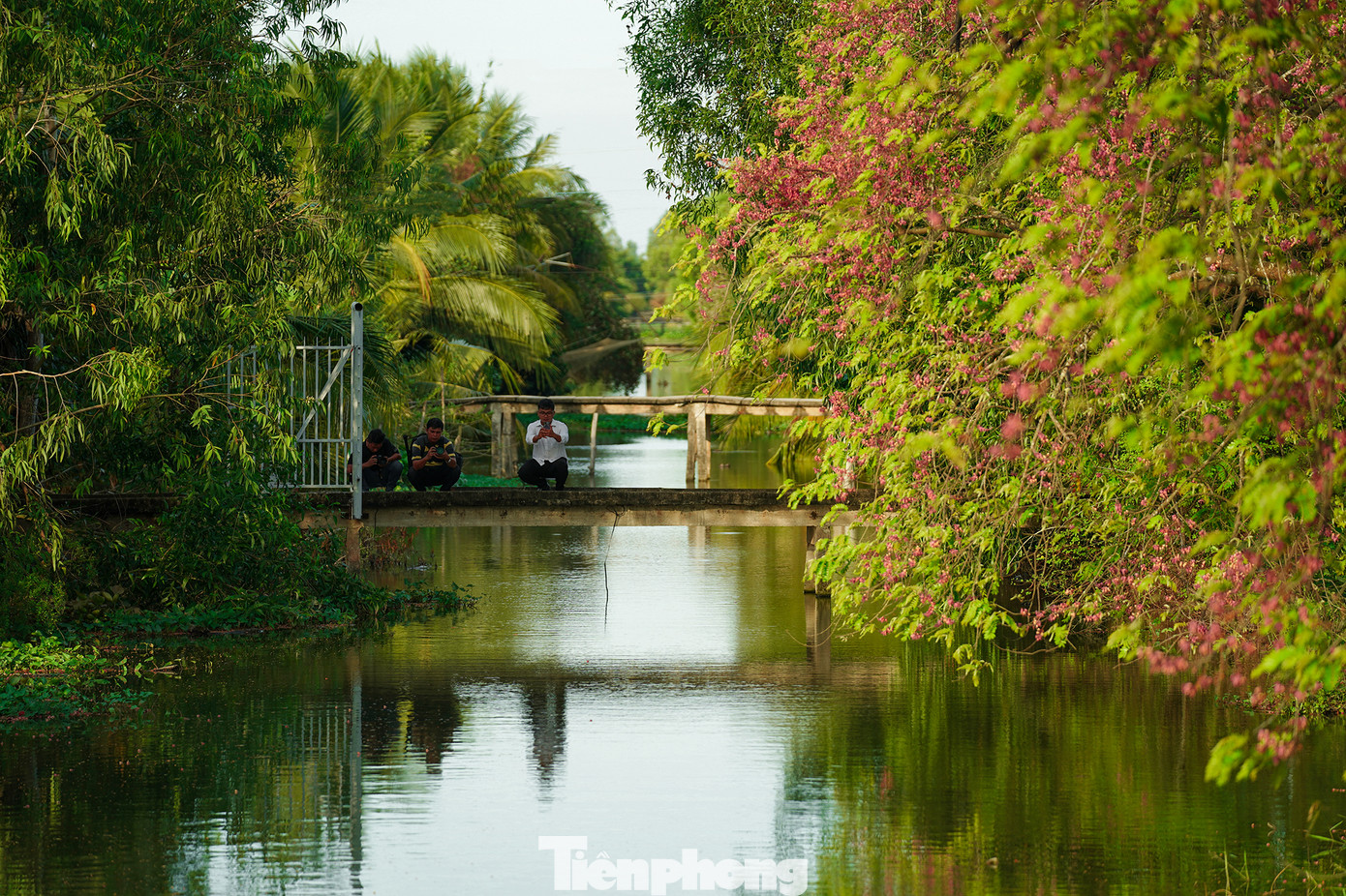 Cây ô môi gần thị trấn Tầm Vu được khách tìm đến vì có khung cảnh bình yên của làng quê.