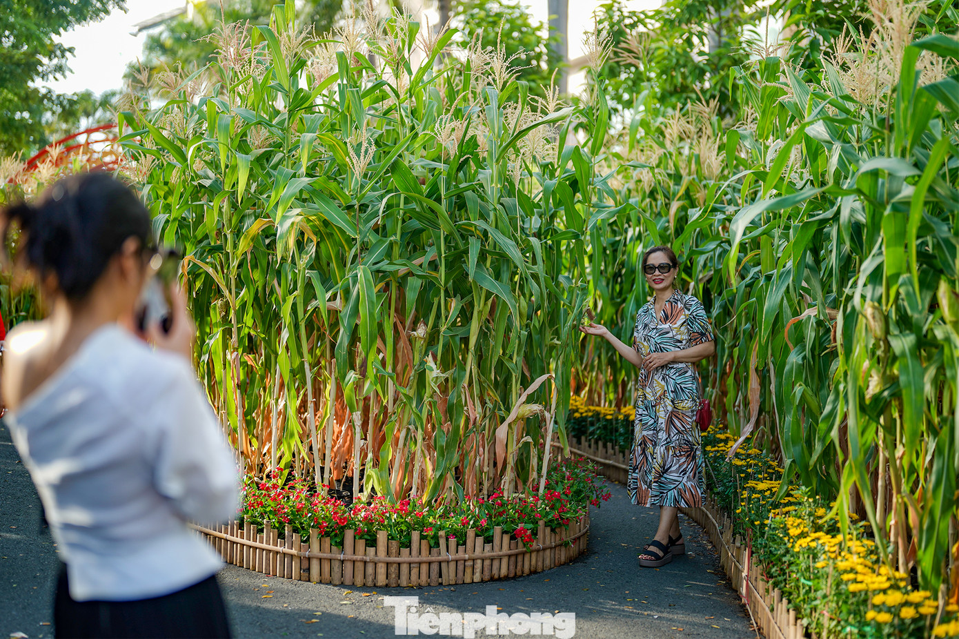 Theo quan sát của Phóng viên Tiền Phong, du khách khi đi ngang đây đều bị thu hút vì đây là những rẫy bắp thật.