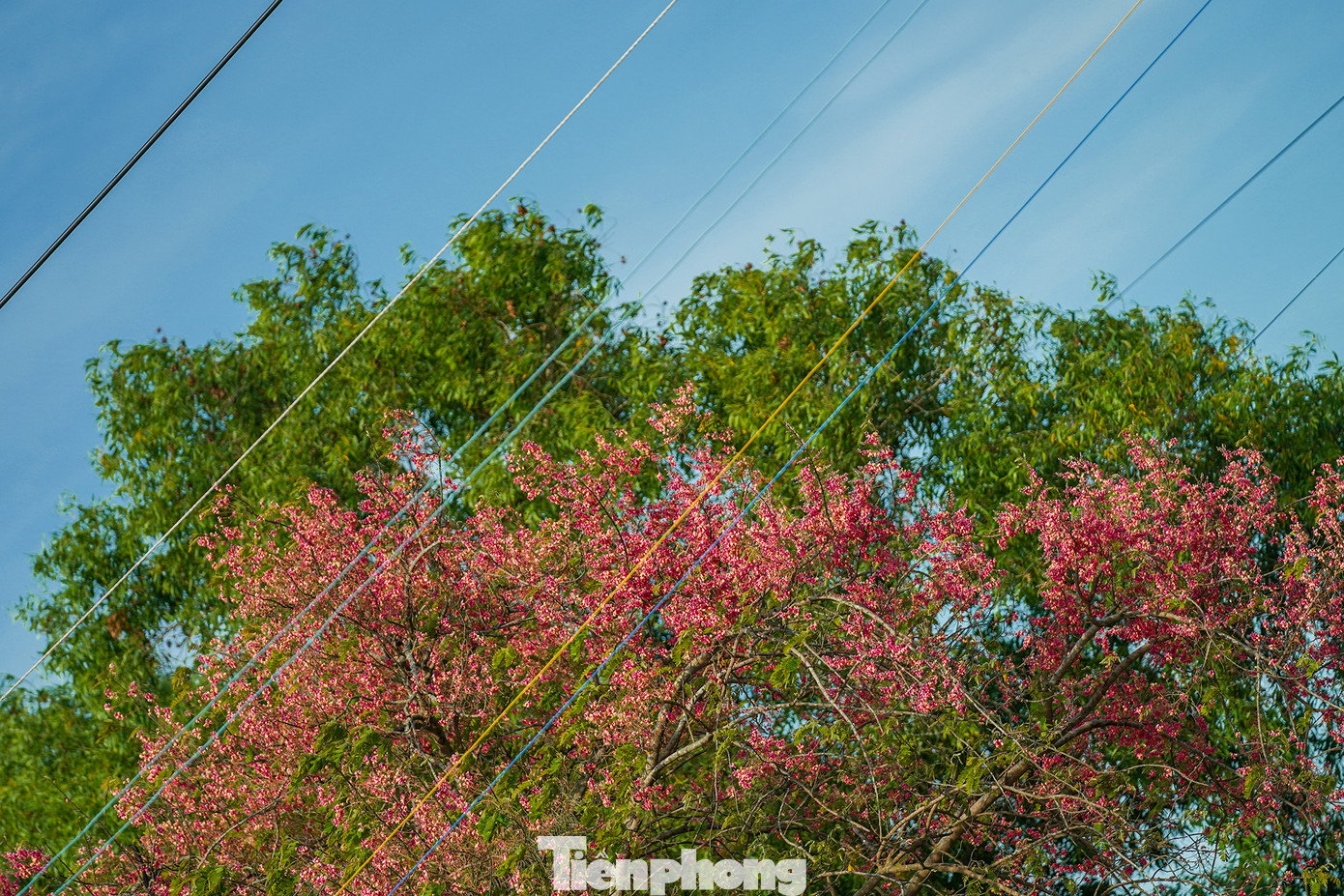&quot;Trưa hè yên ả, đứng đây ngắm hoa ô môi bỗng đâu đó nghe giọng hát nghệ sĩ Tấn Tài cất giọng bài Bông ô môi thì còn gì bằng, không gian nó cứ như thiền&quot;, ông Nguyễn Văn Phong, ngụ xã Thanh Phú Long, huyện Châu Thành chia sẻ.
