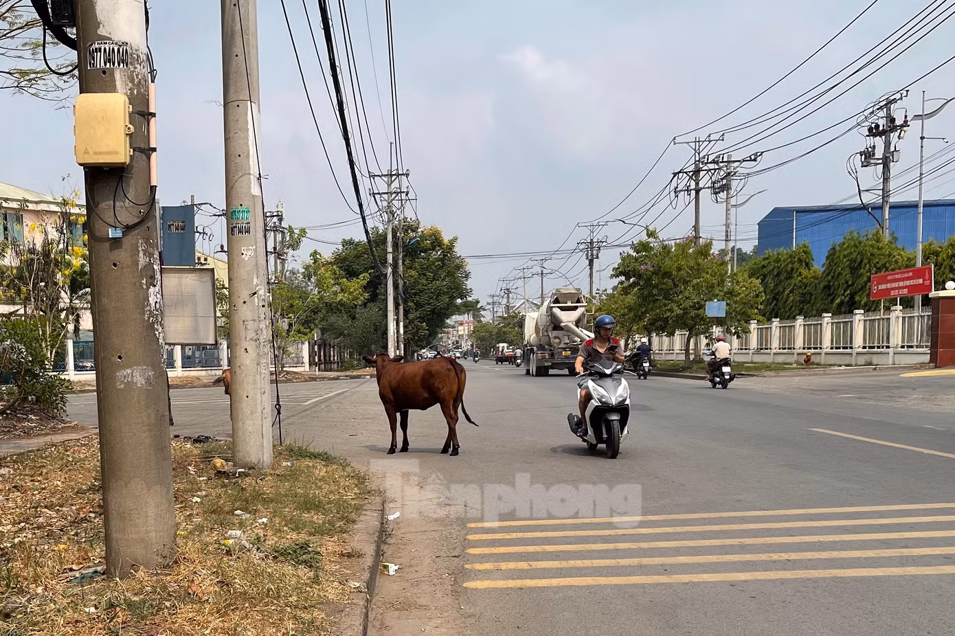 Một chú bò lạc đàn trong KCN Vĩnh Lộc. Một chú bò lạc đàn trong KCN Vĩnh Lộc.