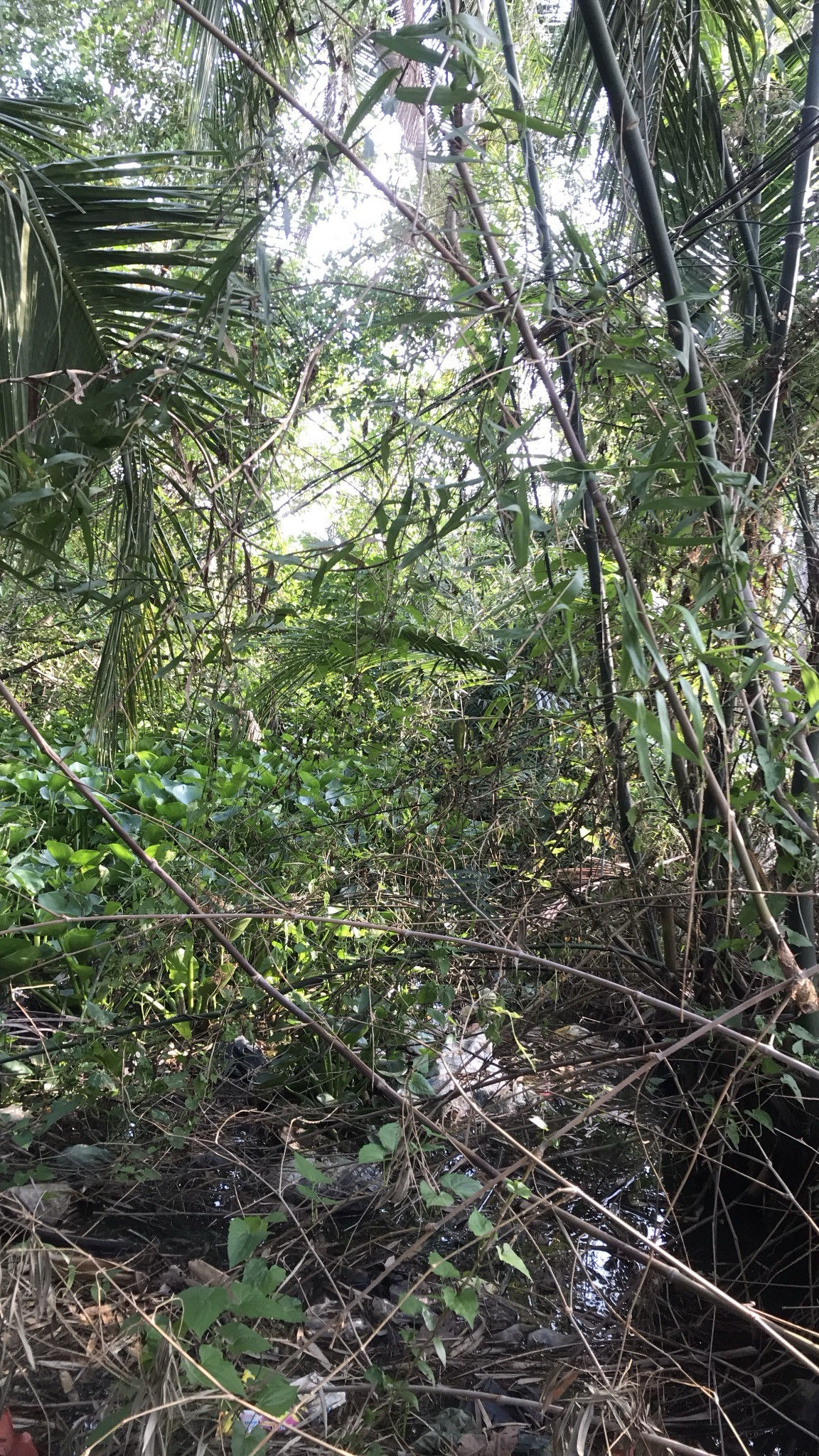 Khu vực tình nghi hung thủ lẩn trốn có cây cối xum xuê Khu vực tình nghi hung thủ lẩn trốn có cây cối xum xuê