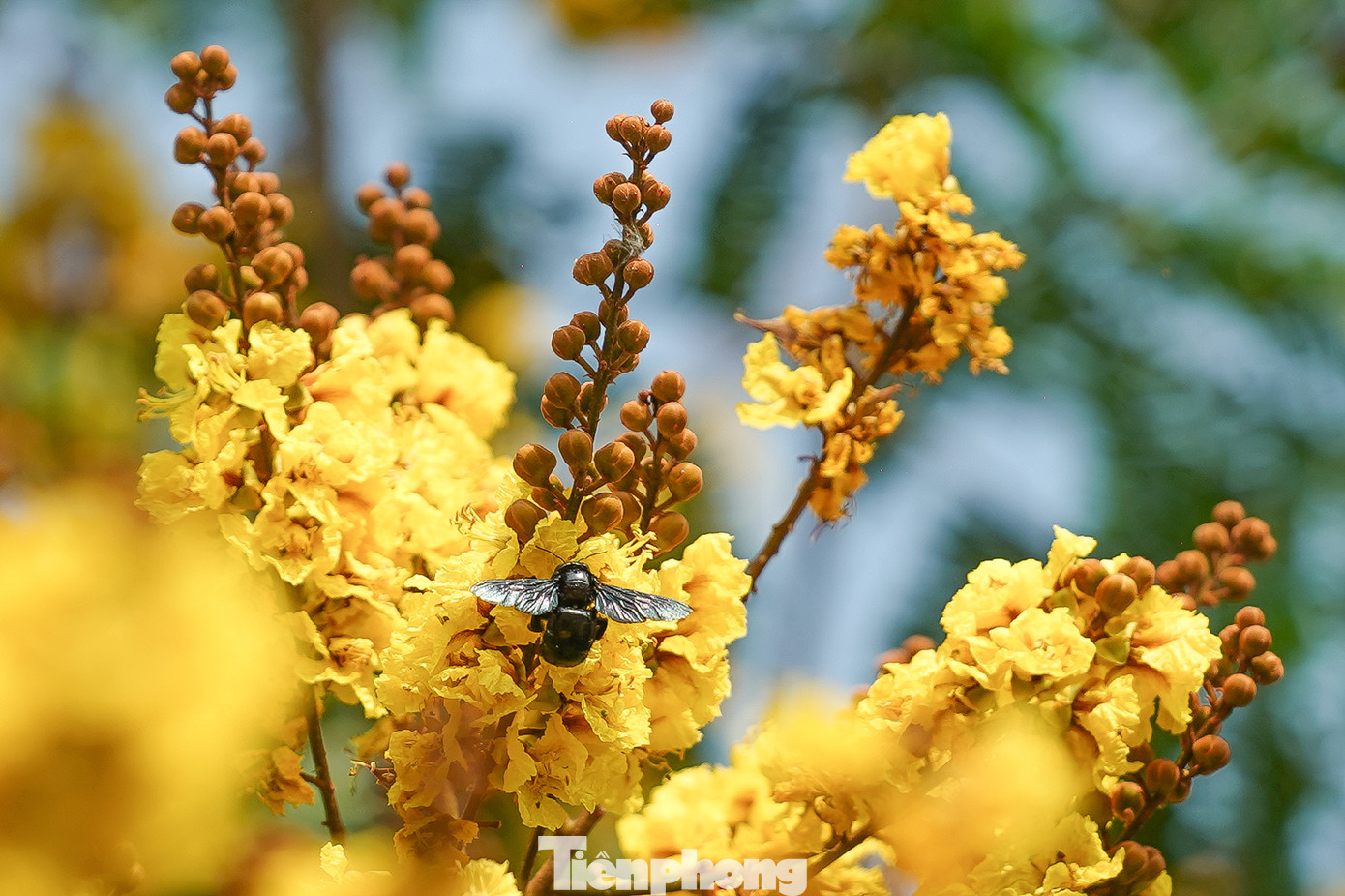 Cây có tán xòe rộng với lá màu xanh vươn thành tàu, mỗi tàu có khoảng 8-12 lá. Hoa điệp vàng mọc thành chùm có màu vàng sáng và tươi tắn. Quả dạng quả đậu, thân dẹt, thẳng.