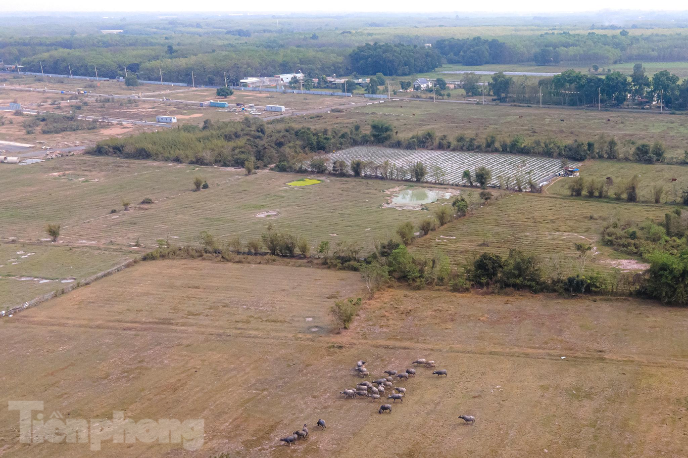 Khu dự án và khu tái định cư giờ như bãi đất hoang, dành làm nơi cho người dân chăn thả gia súc.
