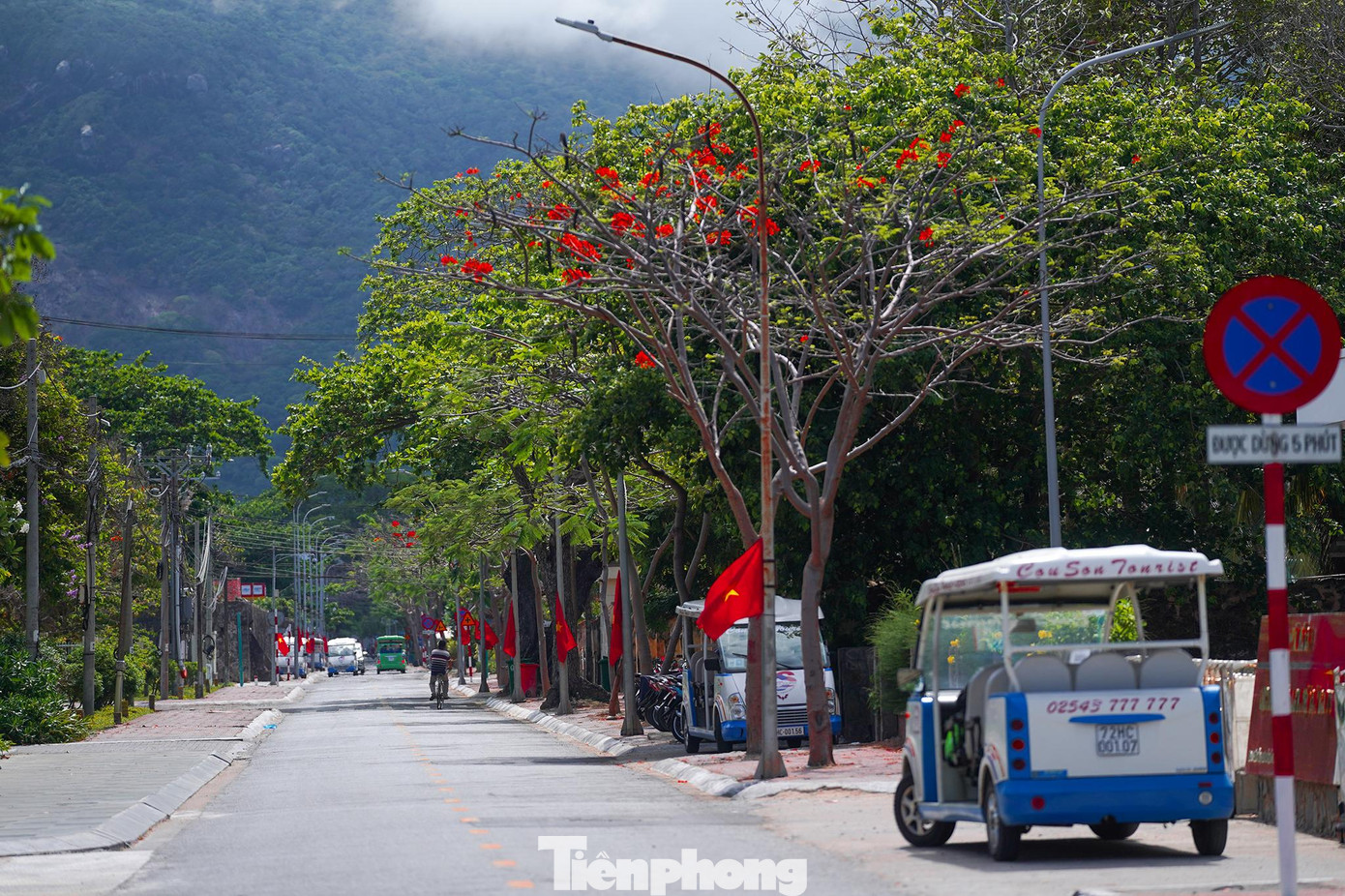 Phượng mọc rải rác trong các tuyến đường trung tâm. Phượng mọc rải rác trong các tuyến đường trung tâm.