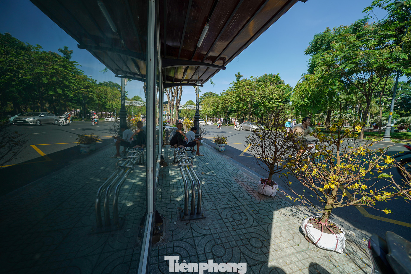 Hai người bán mai vàng ngồi ở một trạm xe buýt suốt cả sáng 30 tết vẫn chưa bán được cây nào.