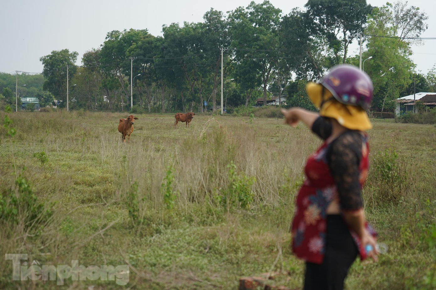 "Đất thì để vậy không làm gì, người dân như tui phải đi ở trọ bao nhiêu năm qua", bà Ngon chỉ tay về hướng đàn bò, giọng xót xa.