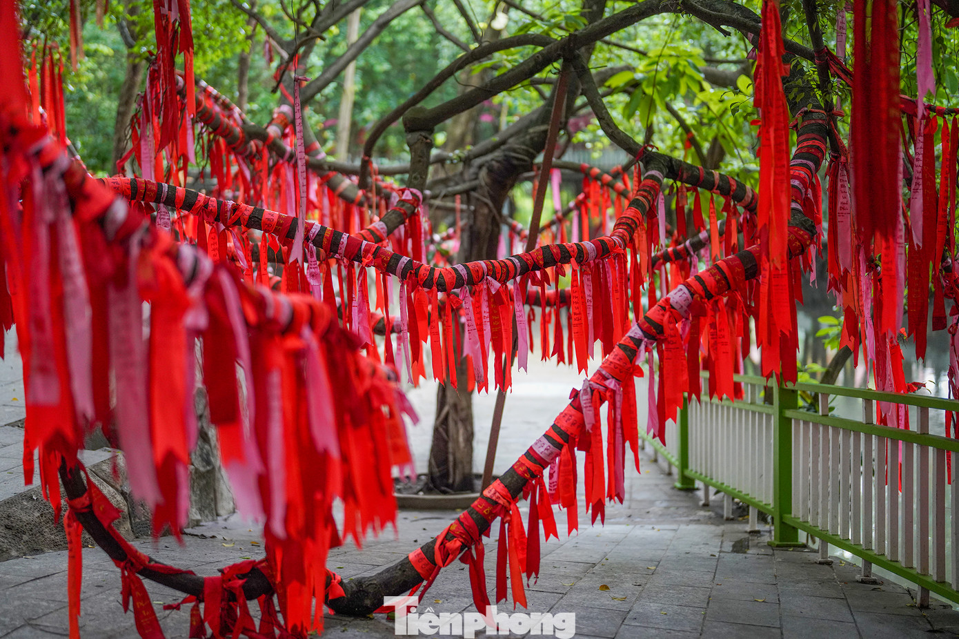 Những dải lụa được treo thành từng chùm, xen kẽ nhau, tạo nên khung cảnh vô cùng bắt mắt và ấn tượng. Không chỉ vậy, mỗi dải lụa đều mang theo những ước mơ, hy vọng của mỗi người. Điều này khiến cho cây ước nguyện trở thành một địa điểm không thể bỏ qua khi đến Suối Tiên. Những dải lụa được treo thành từng chùm, xen kẽ nhau, tạo nên khung cảnh vô cùng bắt mắt và ấn tượng. Không chỉ vậy, mỗi dải lụa đều mang theo những ước mơ, hy vọng của mỗi người. Điều này khiến cho cây ước nguyện trở thành một địa điểm không thể bỏ qua khi đến Suối Tiên.