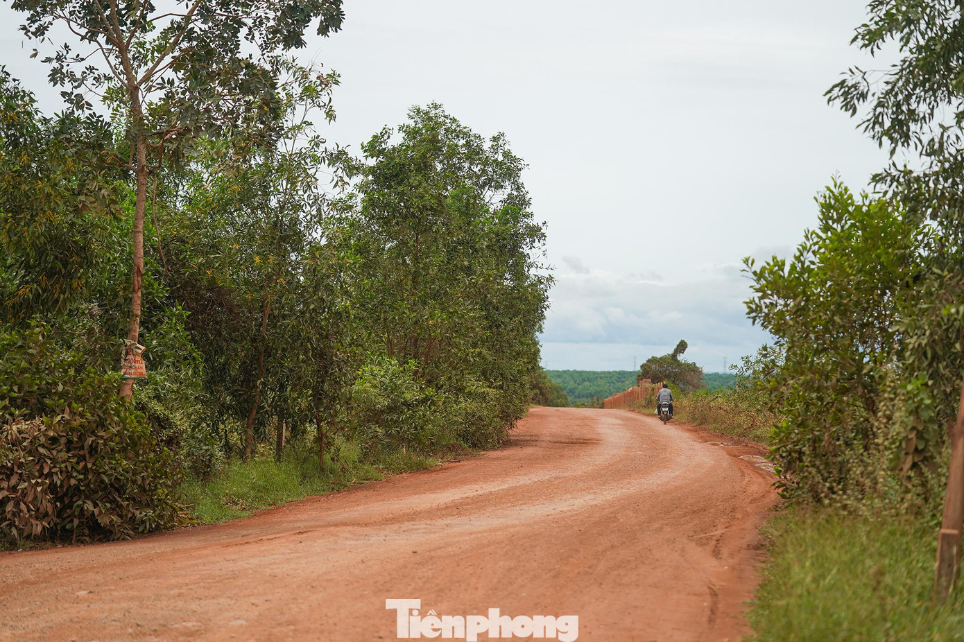 Khu vực gần sân bay, nhiều cò đất lùng sục, liên tục chào mời PV Tiền Phong mua đất.
