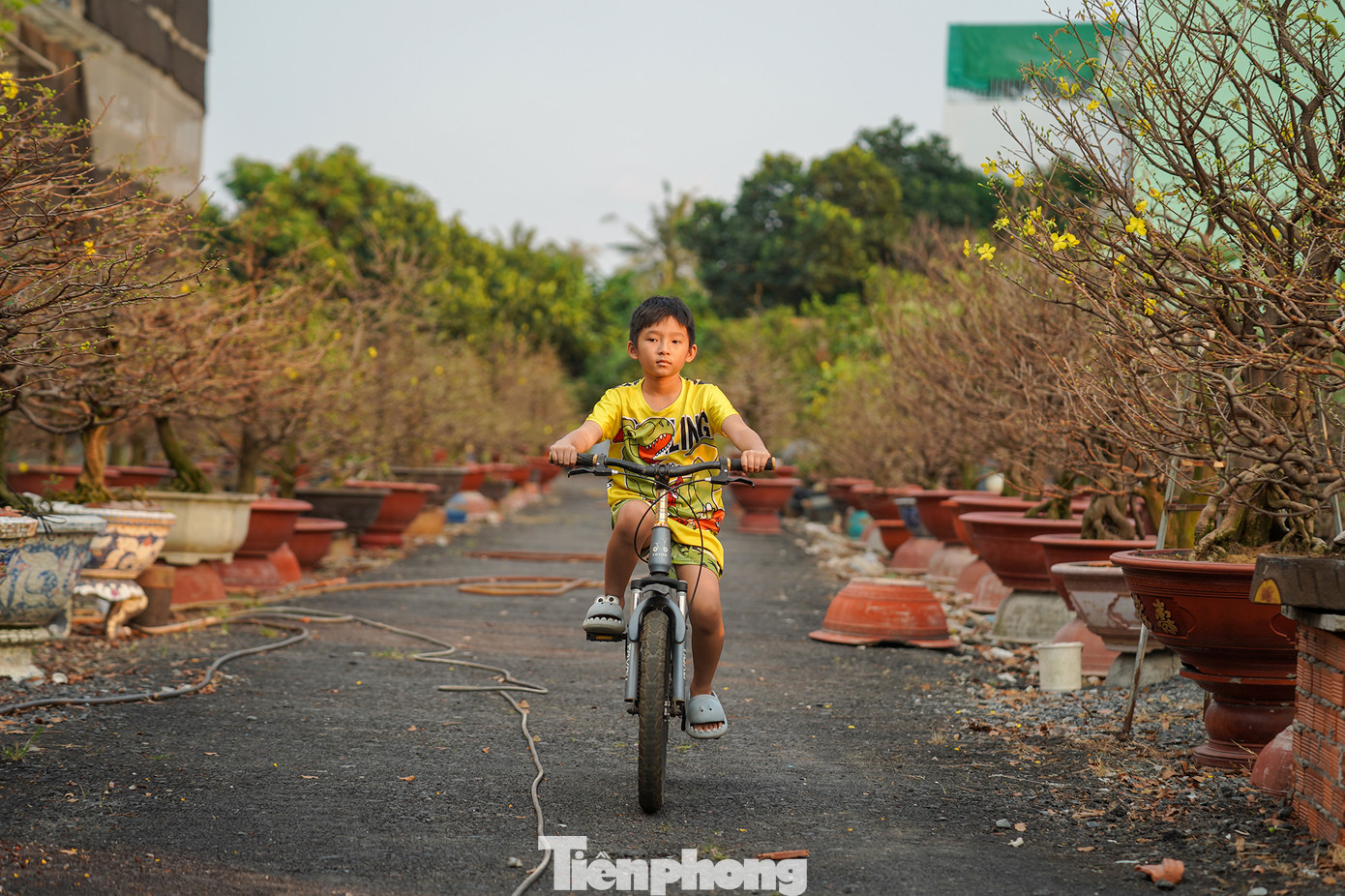 Hàng năm, ngoài những gốc mai tự ghép từ phôi, anh Trọng còn chuẩn bị đưa ra thị trường Tết Nguyên đán khoảng 100 gốc mai tàng thông. Anh Trọng cho biết, mô hình này không chỉ đem lại nguồn thu nhập cao và ổn định cho gia đình anh, mà đối với những hộ có diện tích đất ít, ít thời gian vẫn chăm sóc được cây mai vàng. Hàng năm, ngoài những gốc mai tự ghép từ phôi, anh Trọng còn chuẩn bị đưa ra thị trường Tết Nguyên đán khoảng 100 gốc mai tàng thông. Anh Trọng cho biết, mô hình này không chỉ đem lại nguồn thu nhập cao và ổn định cho gia đình anh, mà đối với những hộ có diện tích đất ít, ít thời gian vẫn chăm sóc được cây mai vàng.