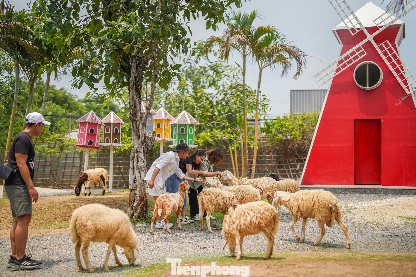 Kế bên vườn hoa Tuyết Sơn Phi Hồng là trang trại cừu. Trong trang trại có hơn 50 chú cừu khá thân thiện, nhất là khi du khách tham quan mang theo thức ăn.