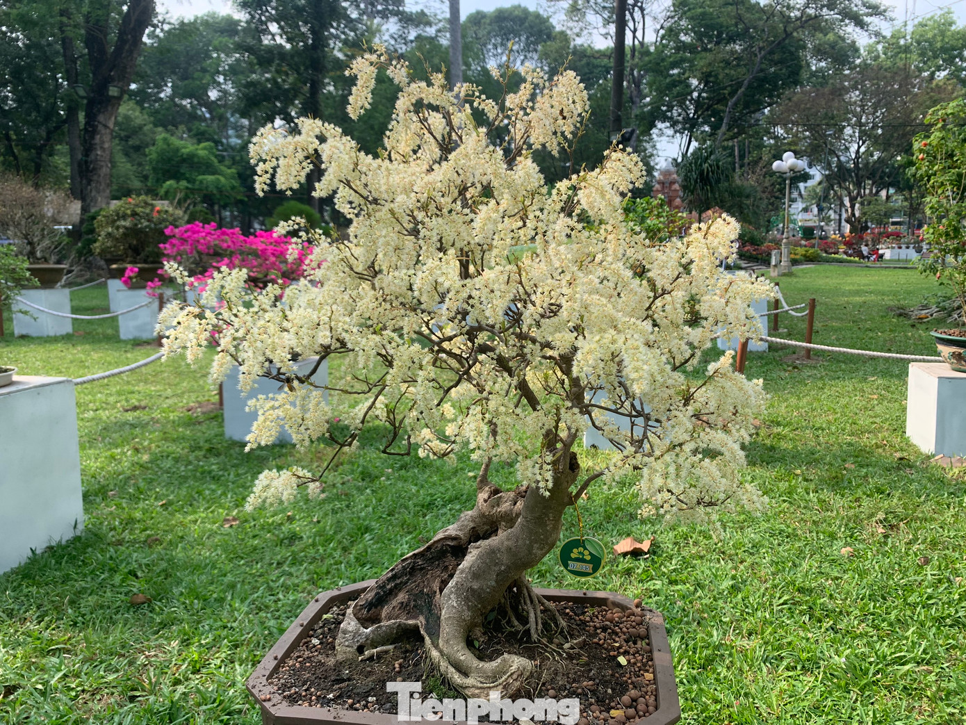 Ngoài ra, tại Hội Hoa Xuân Tết Quý Mão, khách tham quan cũng có thể chiêm ngưỡng bộ sưu tập trà my rừng – trà my Úc, mai vàng Canada, bộ sưu tập hồng cổ, cây anh đào cổ thụ, các loại kiểng lá đột biến mới lạ, bộ sưu tập các loài cá biển, cá koi, cá beta cùng 3 tác phẩm điêu khắc &quot;Cửu Long Tranh Châu&quot; được làm từ rễ cây khô nguyên khối...