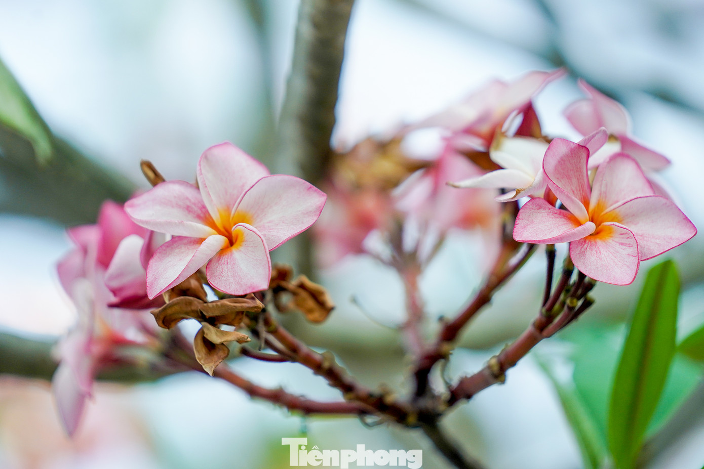 Ấn tượng hơn là những hàng sứ lai, sắc trắng pha hồng khoe sắc giữa tháng 3.