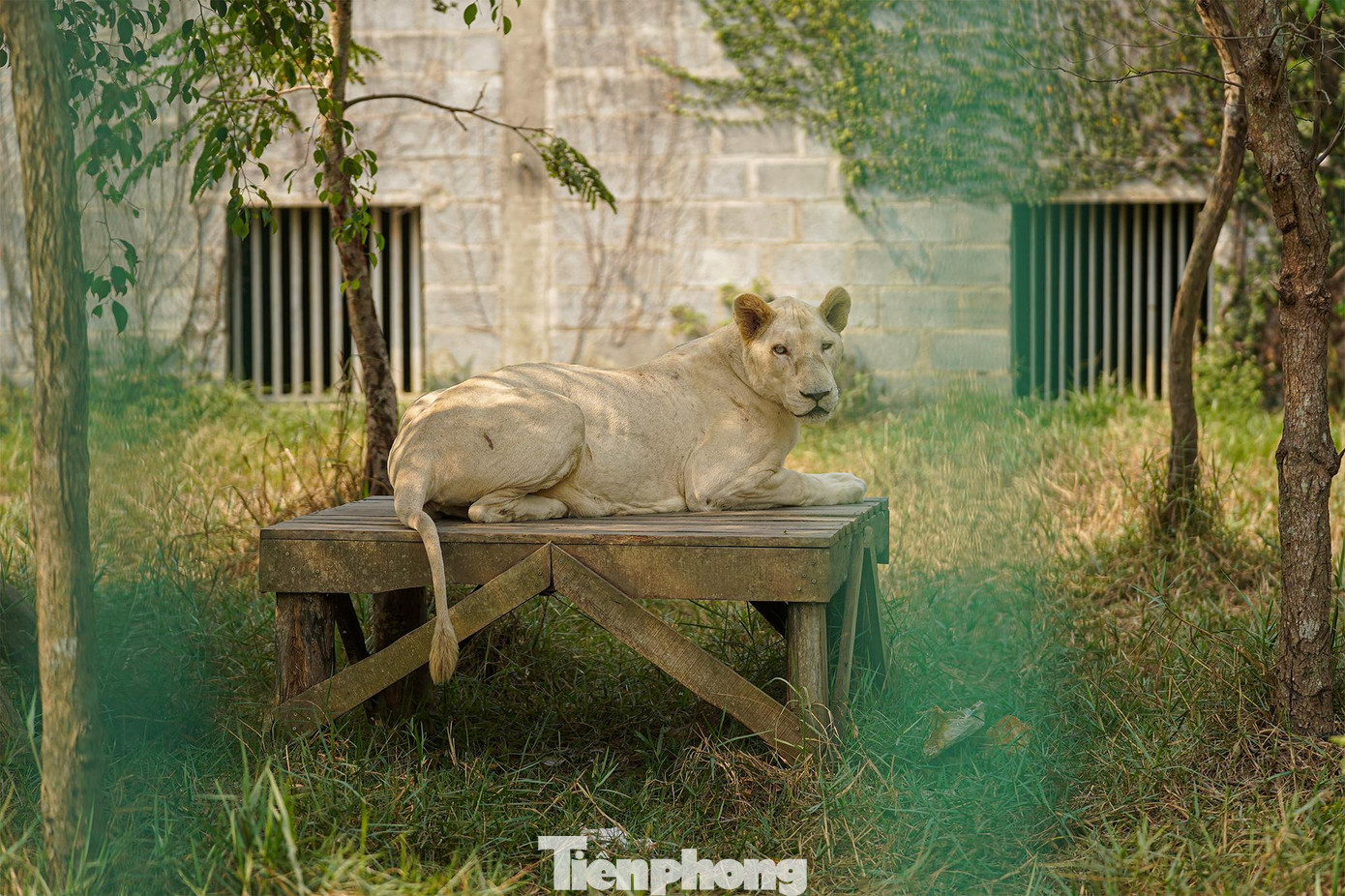 Khu bán hoang dã của sư tử, BQL dành hơn hai ngàn mét vuông tạo môi trường sống cho hai cá thể. Khu vực này, du khách có thể quan sát các chú sư tử này nô đùa, được cho ăn... từ khoảng cách khá gần.