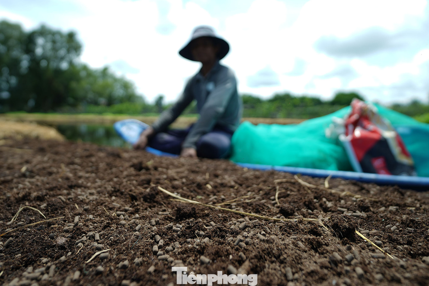 Một lớp phân gà vừa được rải lên mặt lớp lục bình. Một lớp phân gà vừa được rải lên mặt lớp lục bình.