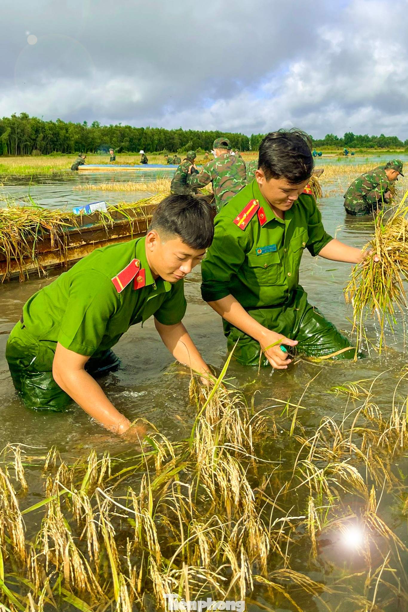 Trước tình hình đó, các đoàn viên thuộc Chi đoàn Công an huyện Thạnh Hóa đến hỗ trợ, giúp đỡ bà con thu hoạch lúa chạy lũ. Một người dân ấp T3 chia sẻ, nhờ sự hỗ trợ của Công an huyện, bà con địa phương đã trợ kịp thời thu hoạch lúa, tránh được thiệt hại. Ảnh: Biện Cường