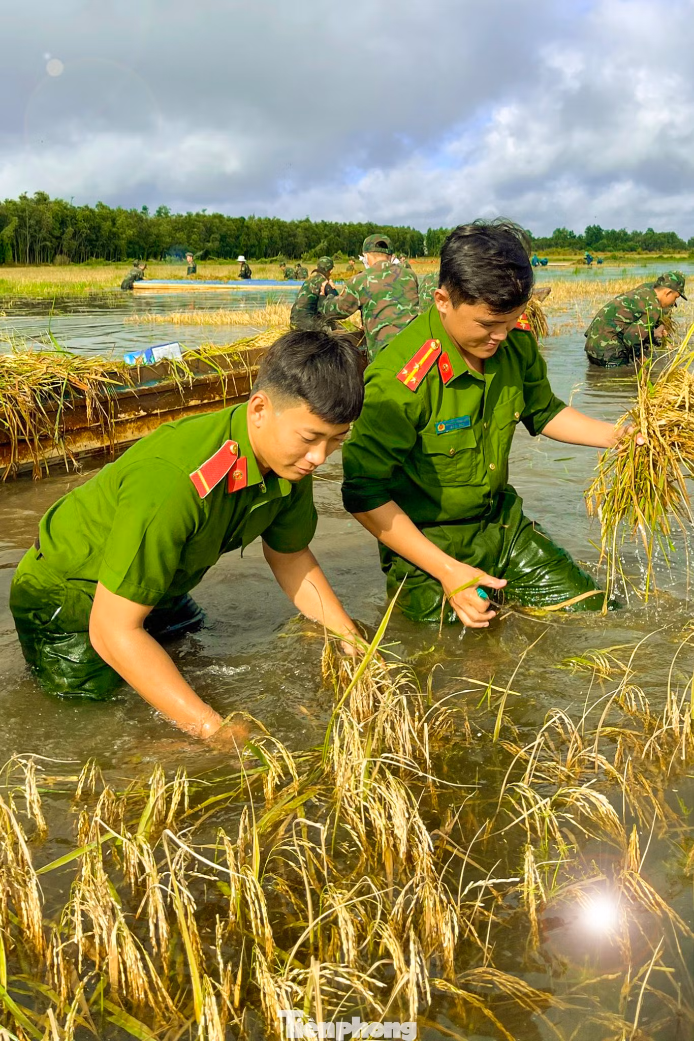 Trước tình hình đó, các đoàn viên thuộc Chi đoàn Công an huyện Thạnh Hóa đến hỗ trợ, giúp đỡ bà con thu hoạch lúa chạy lũ. Một người dân ấp T3 chia sẻ, nhờ sự hỗ trợ của Công an huyện, bà con địa phương đã trợ kịp thời thu hoạch lúa, tránh được thiệt hại. Ảnh: Biện Cường