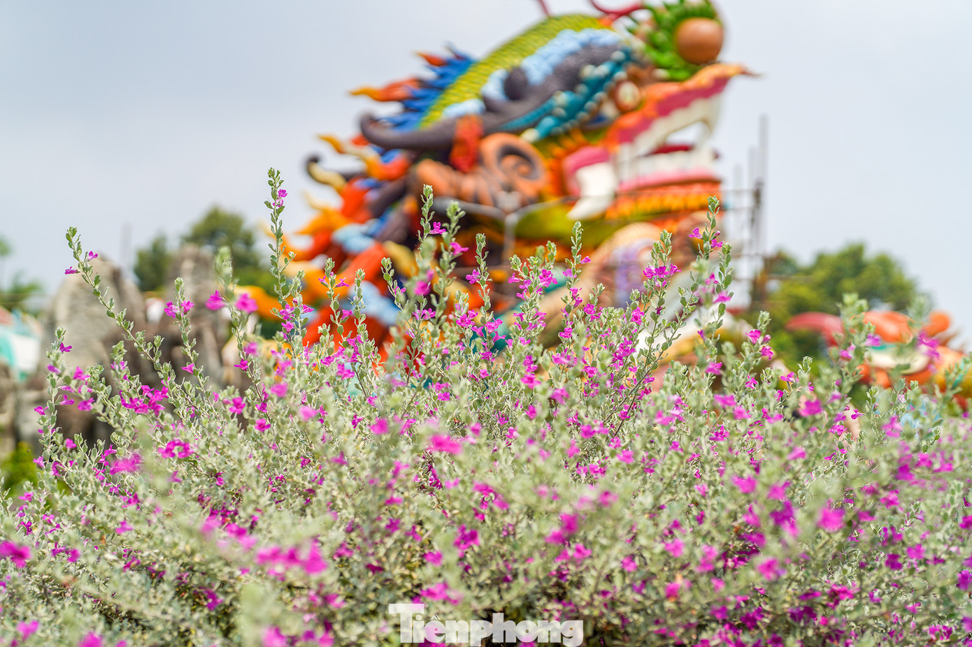 Vượt hàng chục cây số để đến vườn hoa này check in, bạn Duy Thọ (quận Bình Thạnh) cho biết: “Mấy hôm nay nghe kể nhiều về vườn hoa này nên hôm nay tôi và nhóm bạn đến đây chụp ảnh. Được chụp ảnh cùng loài hoa mà chỉ nghe tên thôi đã thấy thích, tôi rất vui vì bản thân rất hâm mộ bộ tiểu thuyết võ hiệp cùng tên của nhà văn Kim Dung”.