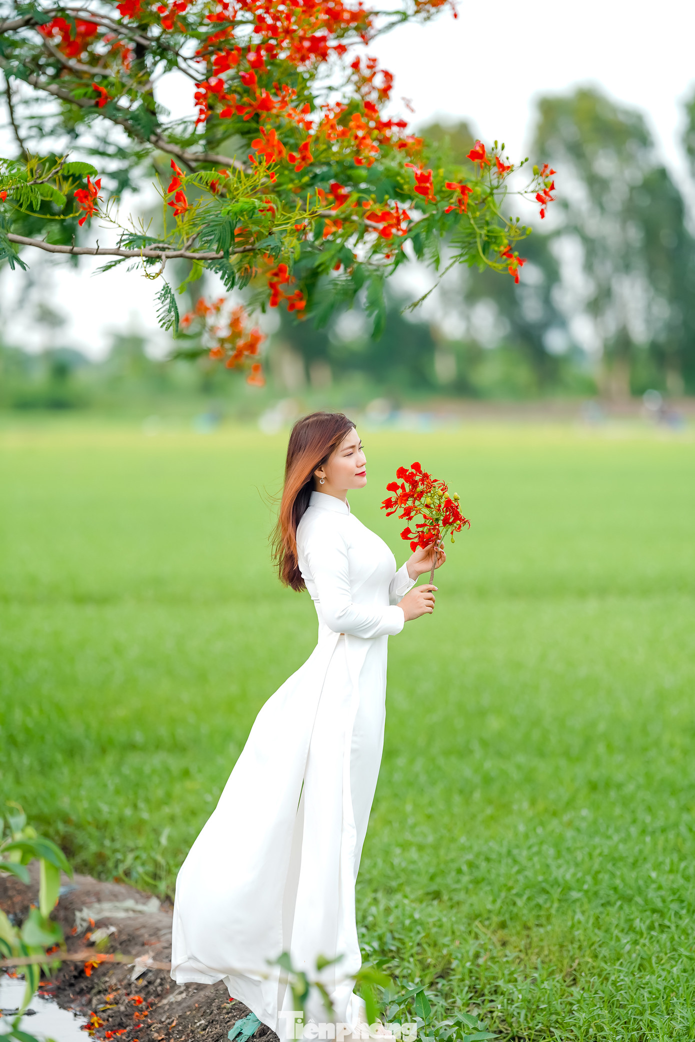 Trên các nền tảng như Facebook, Instagram hay TikTok, từ khóa “cây phượng Quận 12” đang xuất hiện ngày càng nhiều. Hàng trăm bức ảnh, video được chia sẻ với lượng tương tác “khủng”, biến địa điểm này thành một “hotspot” mùa hè tại TPHCM.