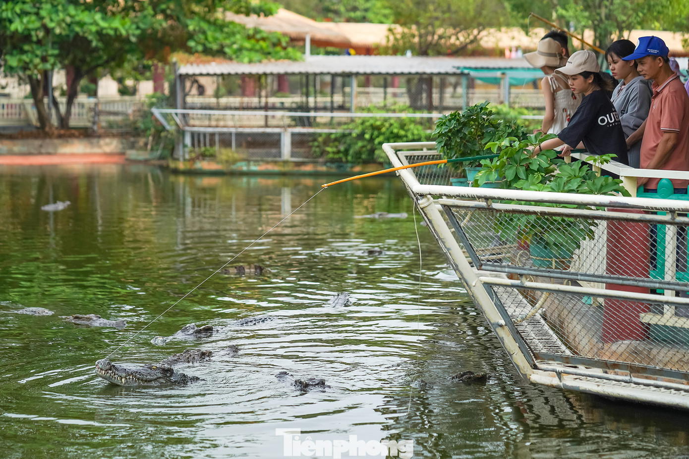 Trải nghiệm câu cá sấu thu hút nhiều du khách. Câu cá sấu không có thành quả như câu các loại cá khác. Tuy nhiên, cảm giác kích thích mà chúng mang lại rất thú vị.