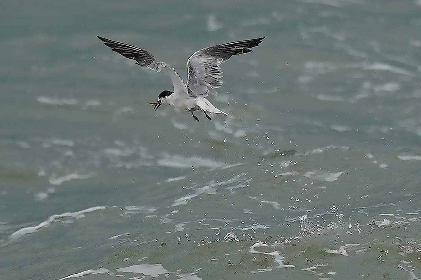 Một cảnh bắt cá ngoạn mục của nhạn biển. Để chiêm ngưỡng những chú nhạn biển chao liệng bắt cá, du khách có thể tham gia các tour du lịch bằng đường thủy, xuất phát từ TPHCM, Vũng Tàu, Tiền Giang... để đến Cần Giờ. Một cảnh bắt cá ngoạn mục của nhạn biển. Để chiêm ngưỡng những chú nhạn biển chao liệng bắt cá, du khách có thể tham gia các tour du lịch bằng đường thủy, xuất phát từ TPHCM, Vũng Tàu, Tiền Giang... để đến Cần Giờ.